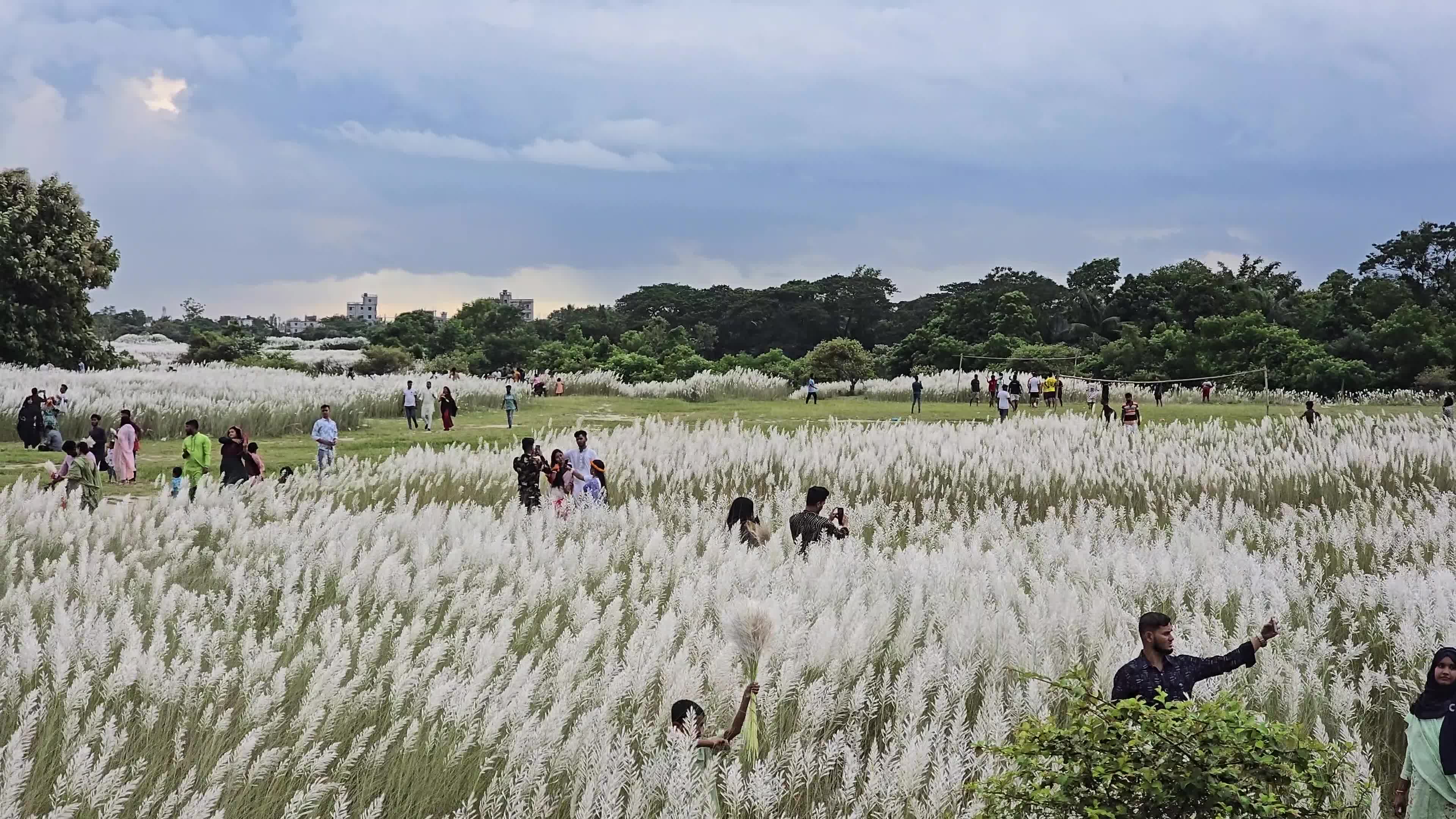 People Visit in Kans Grass Flower Field