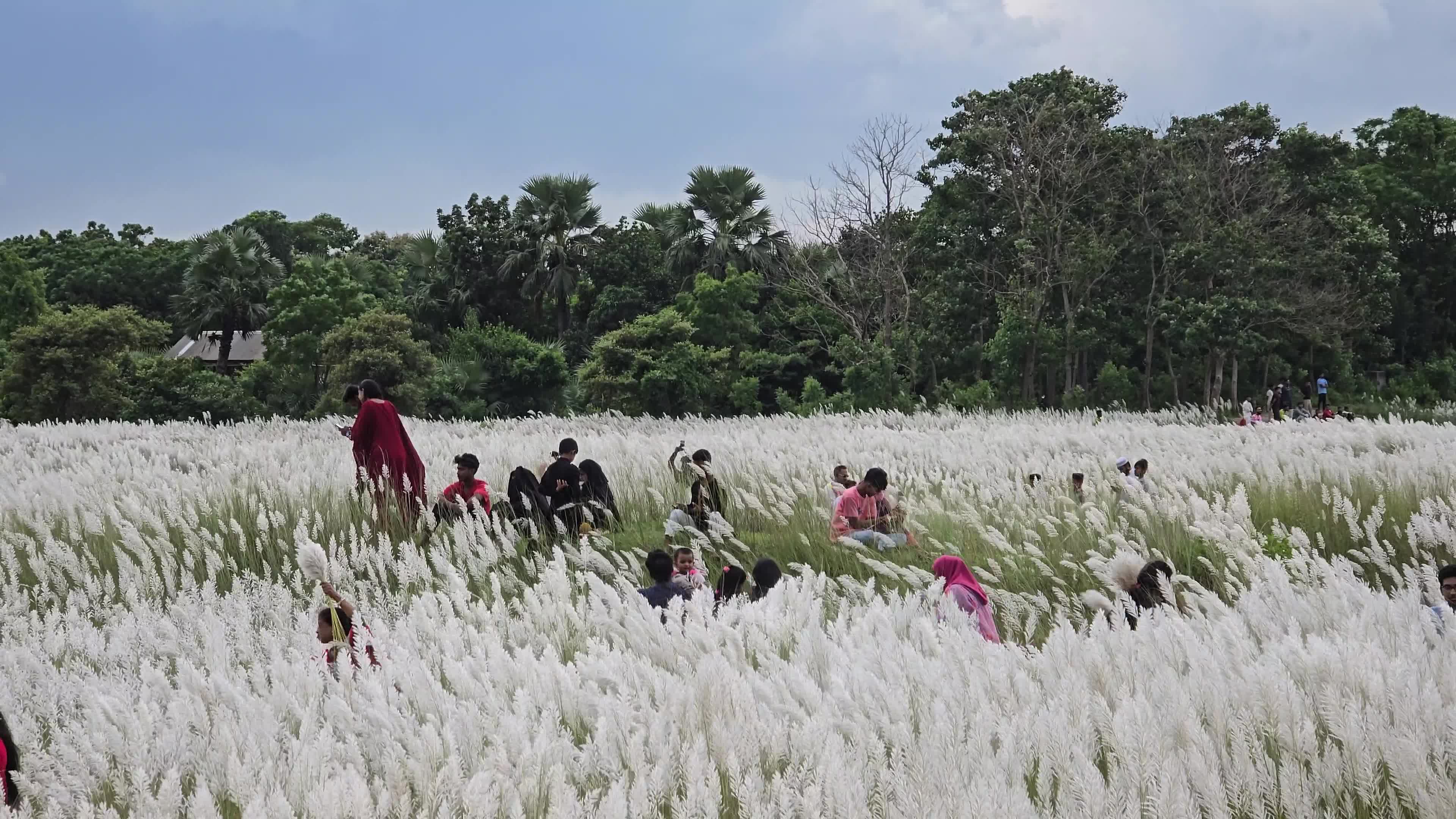 People Visit in Kans Grass Flower Field