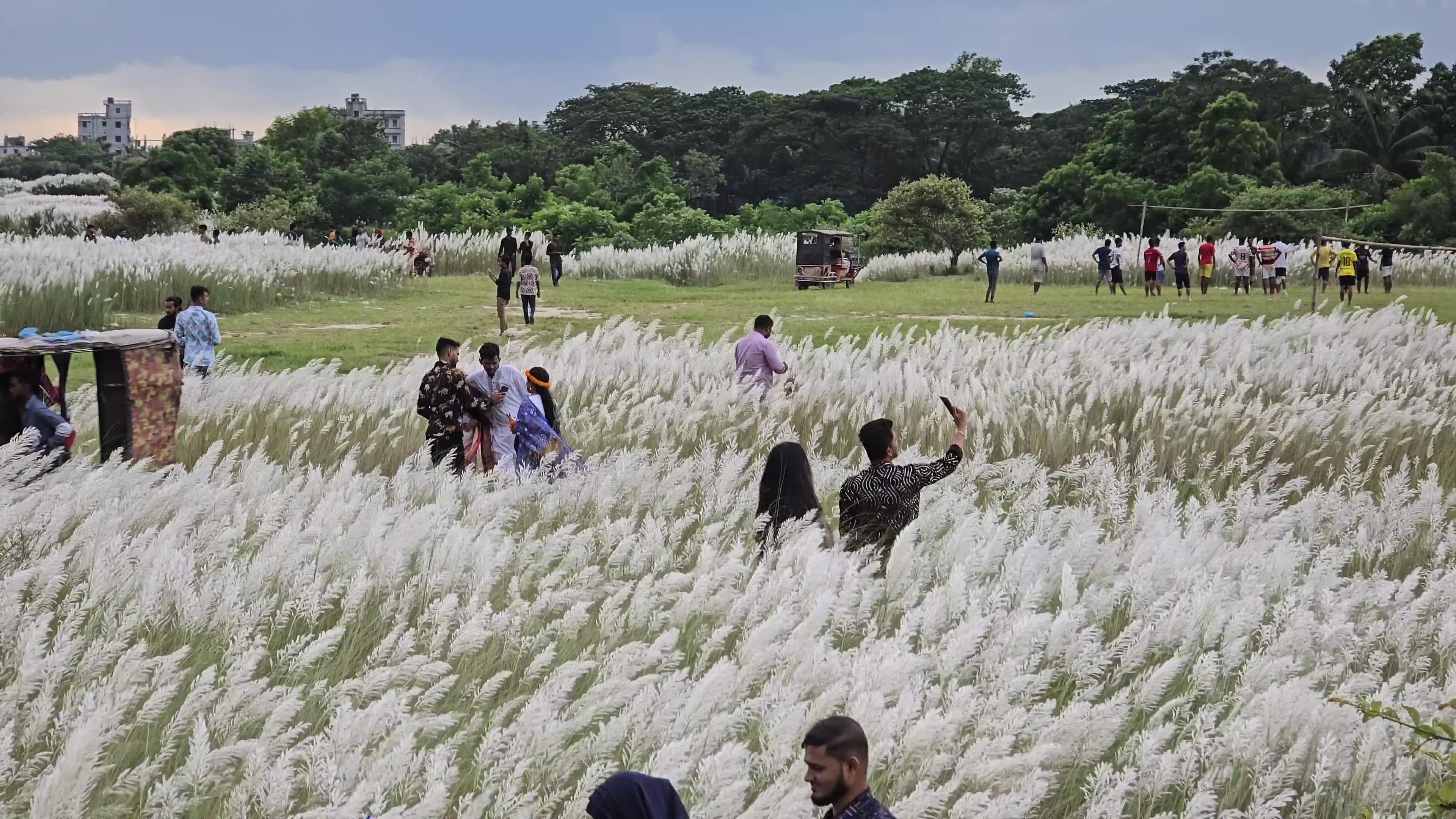 People Visit in Kans Grass Flower Field