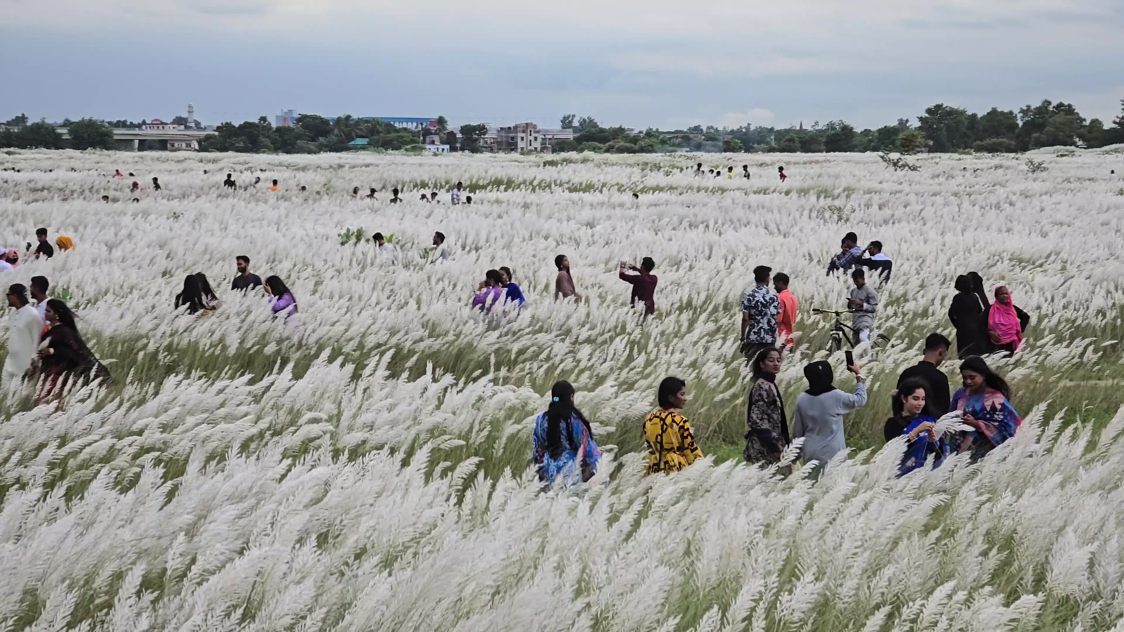 People Visit in Kans Grass Flower Field