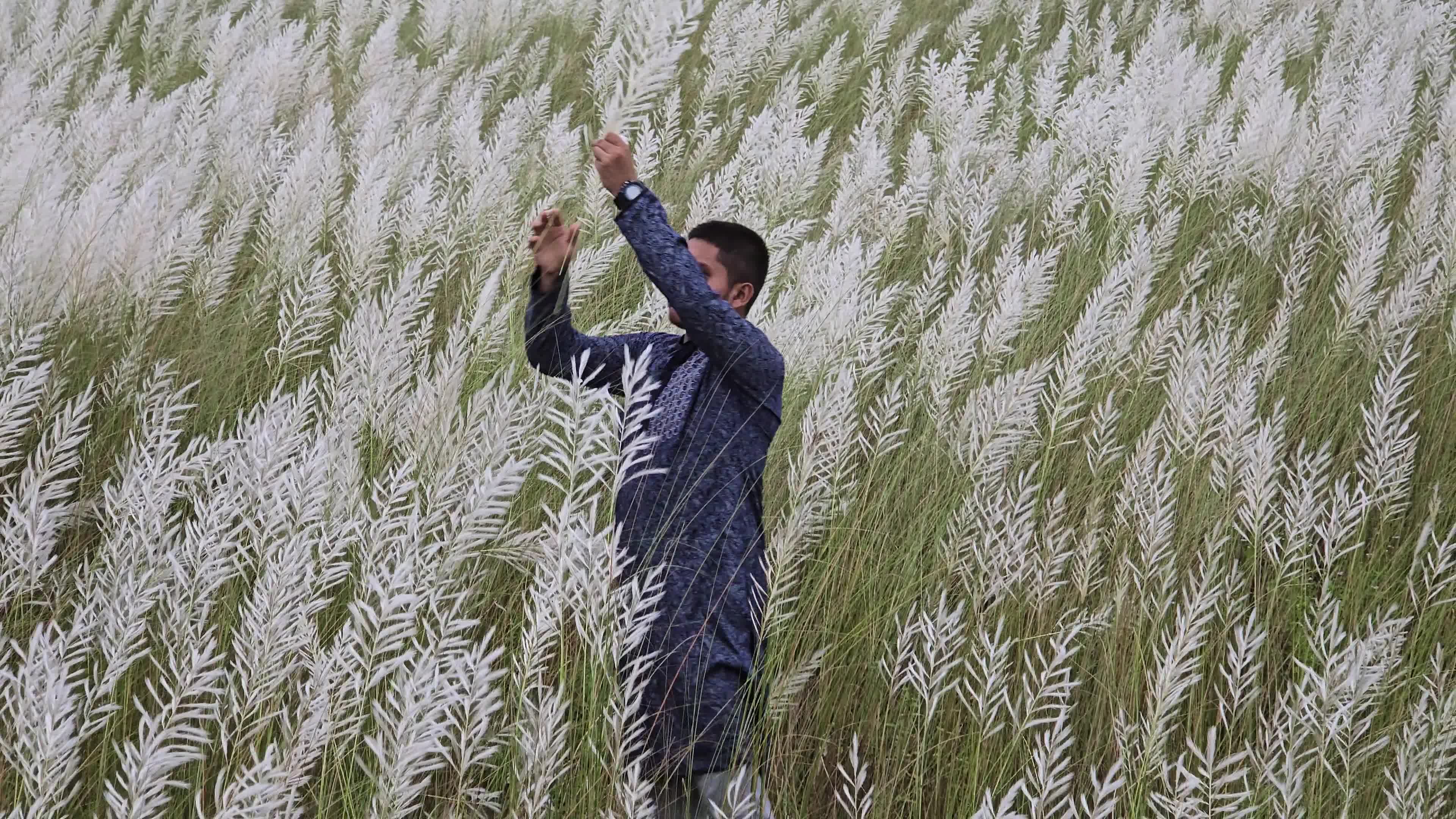 People Visit in Kans Grass Flower Field