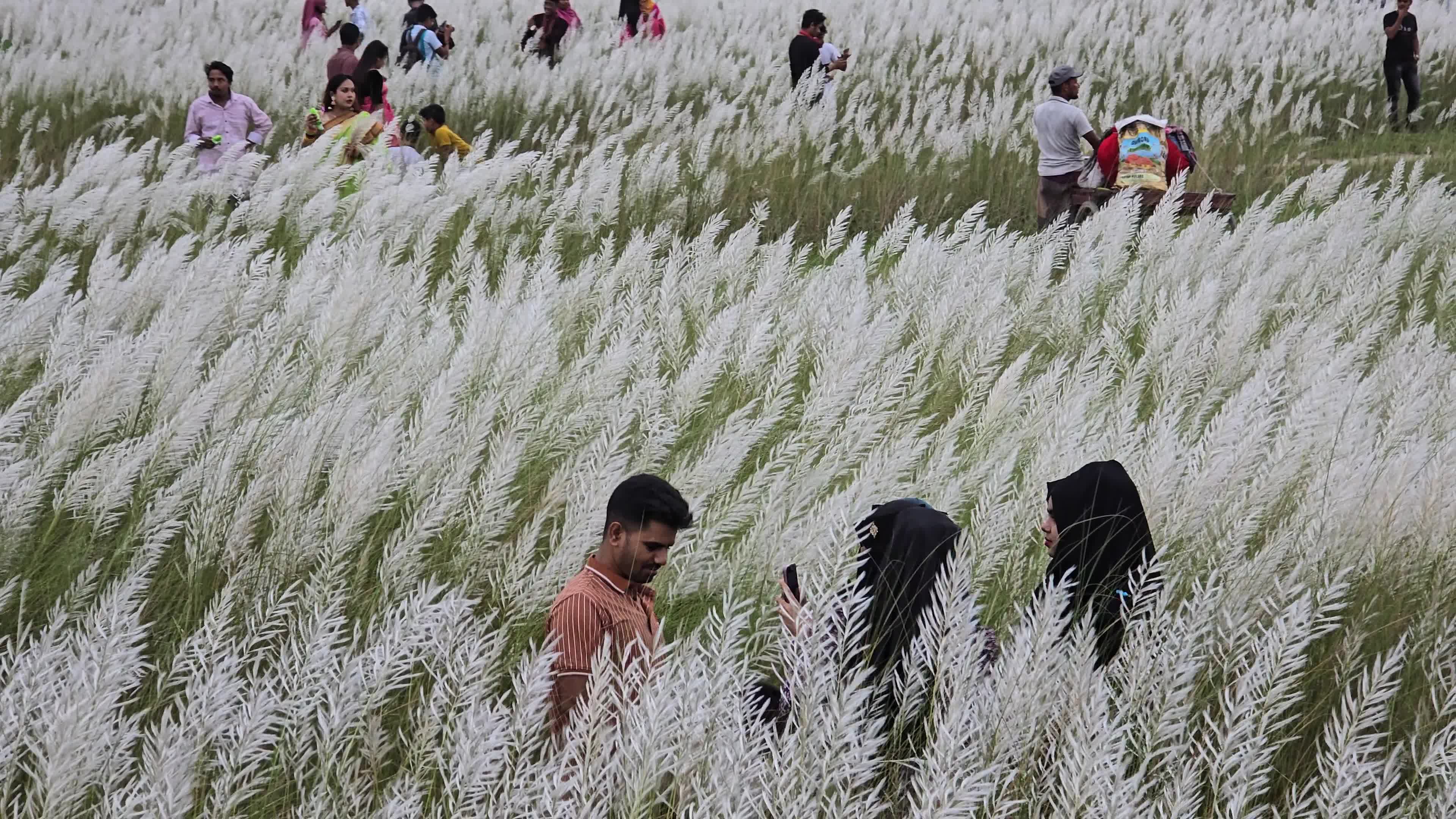 People Visit in Kans Grass Flower Field
