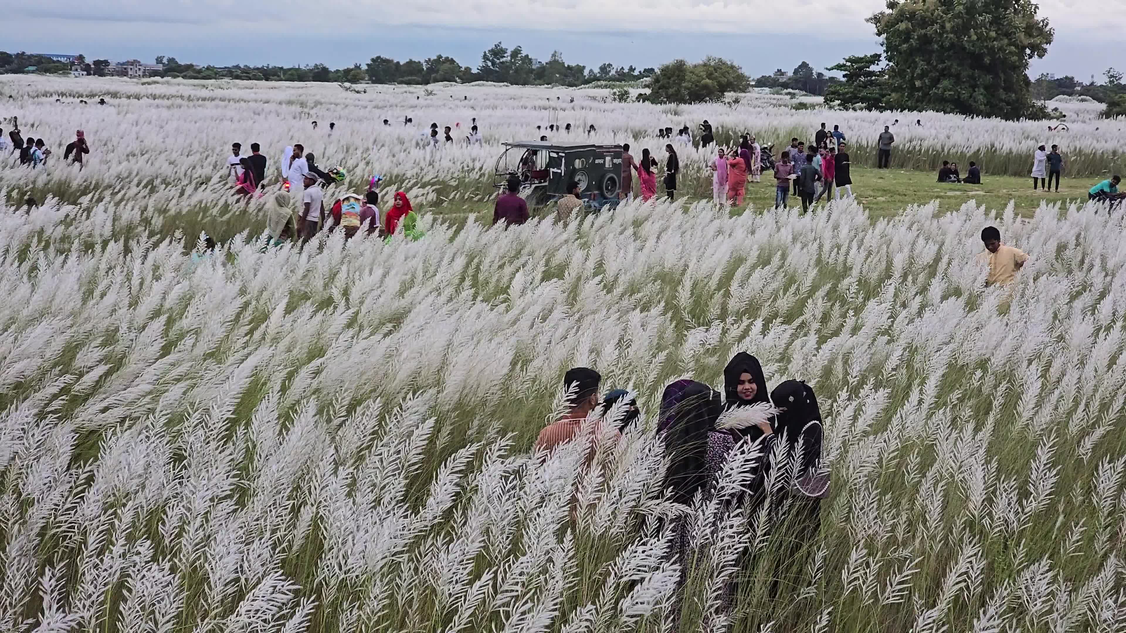 People Visit in Kans Grass Flower Field