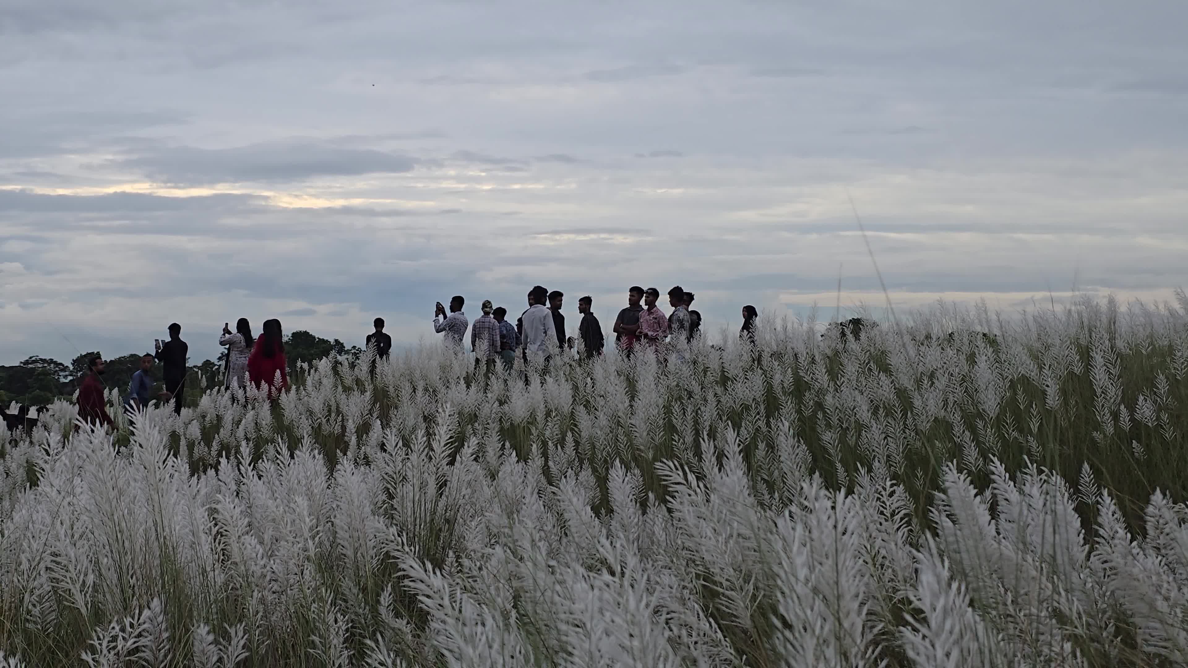 People Visit in Kans Grass Flower Field