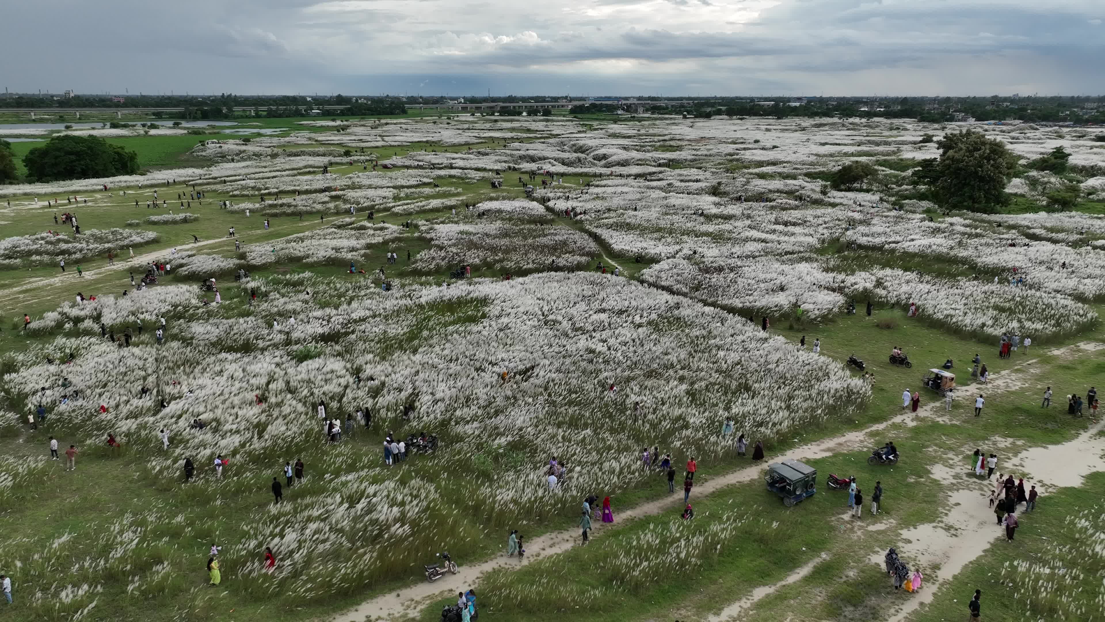 People Visit in Kans Grass Flower Field