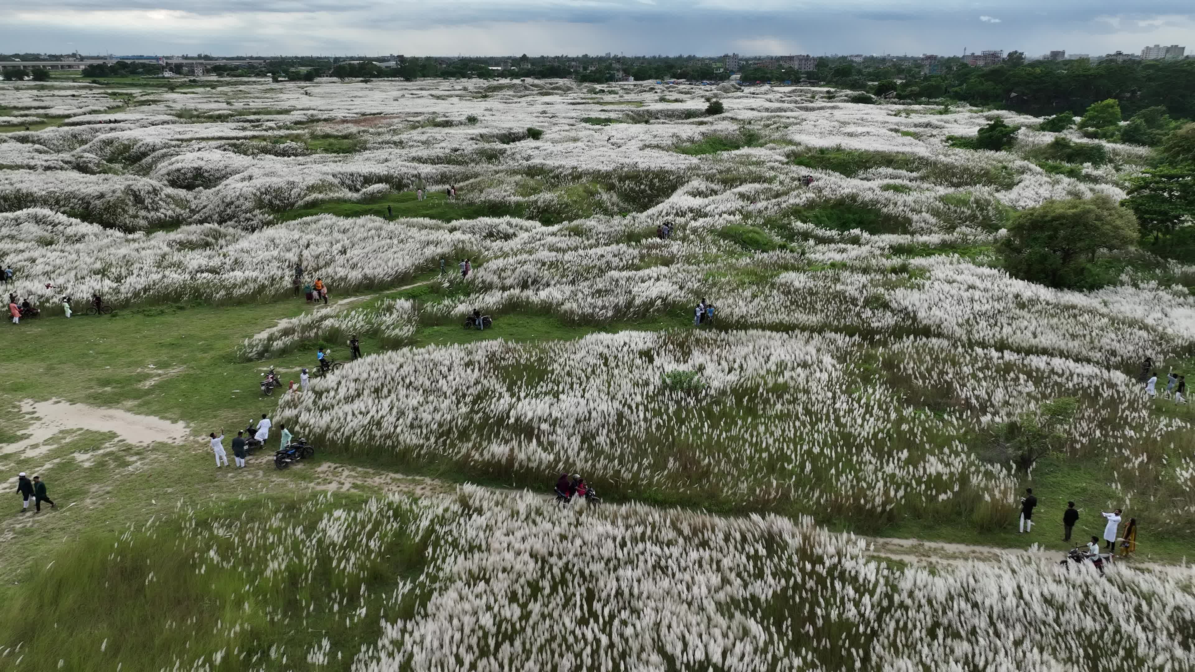 People Visit in Kans Grass Flower Field