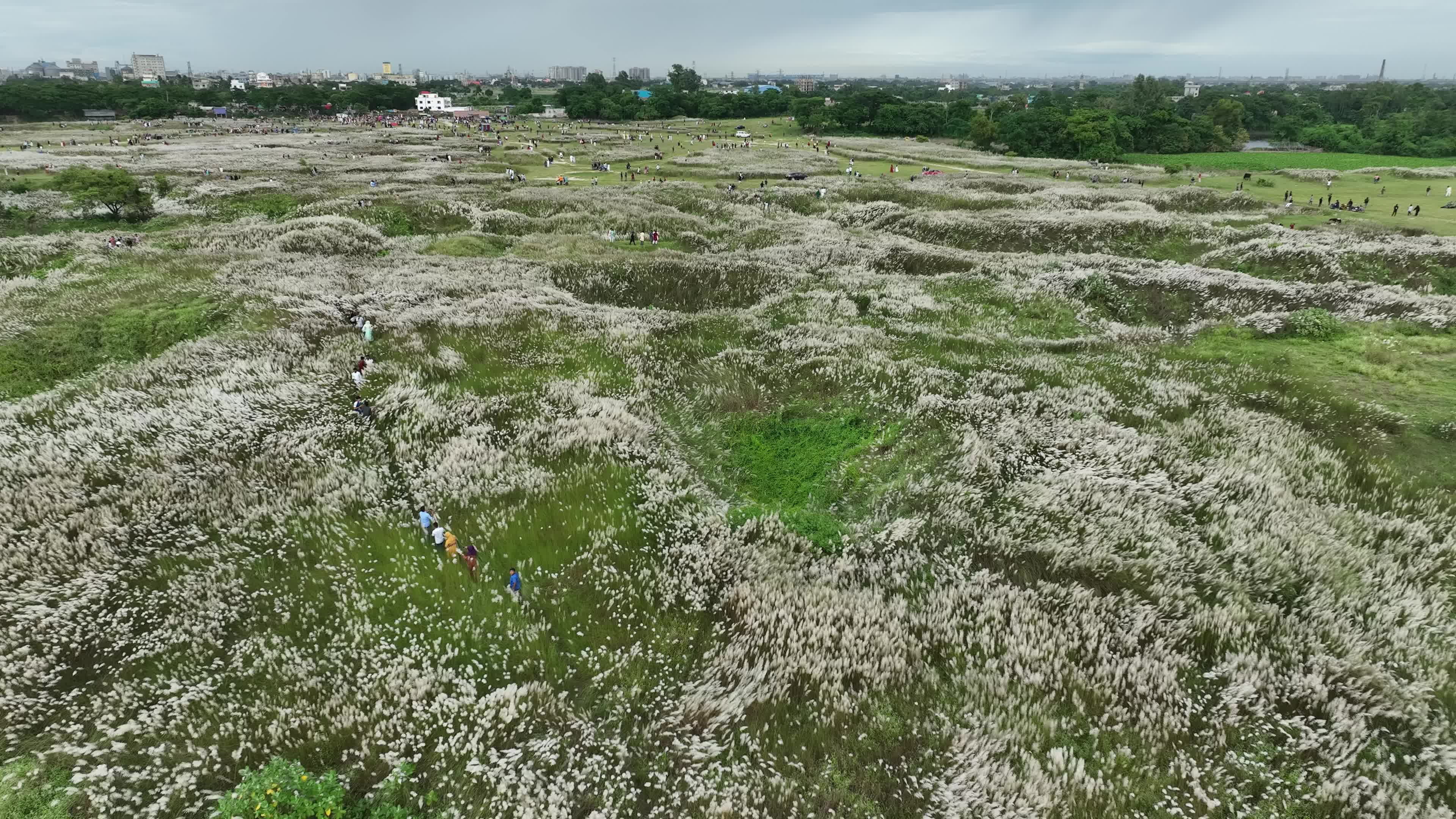 People Visit in Kans Grass Flower Field