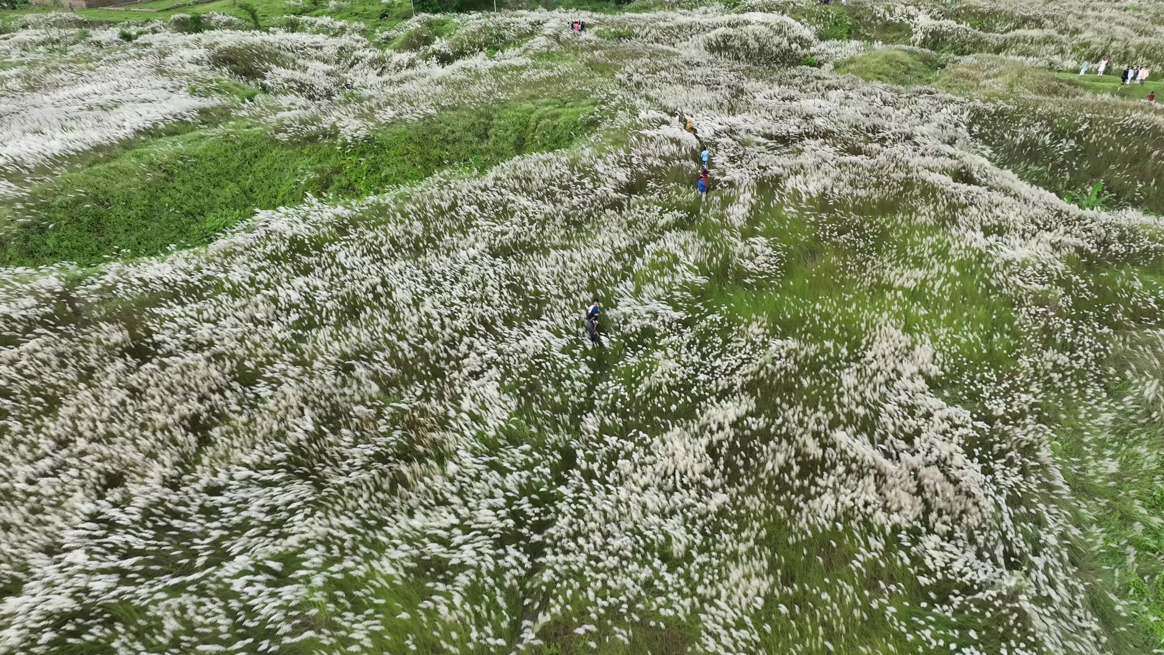People Visit in Kans Grass Flower Field
