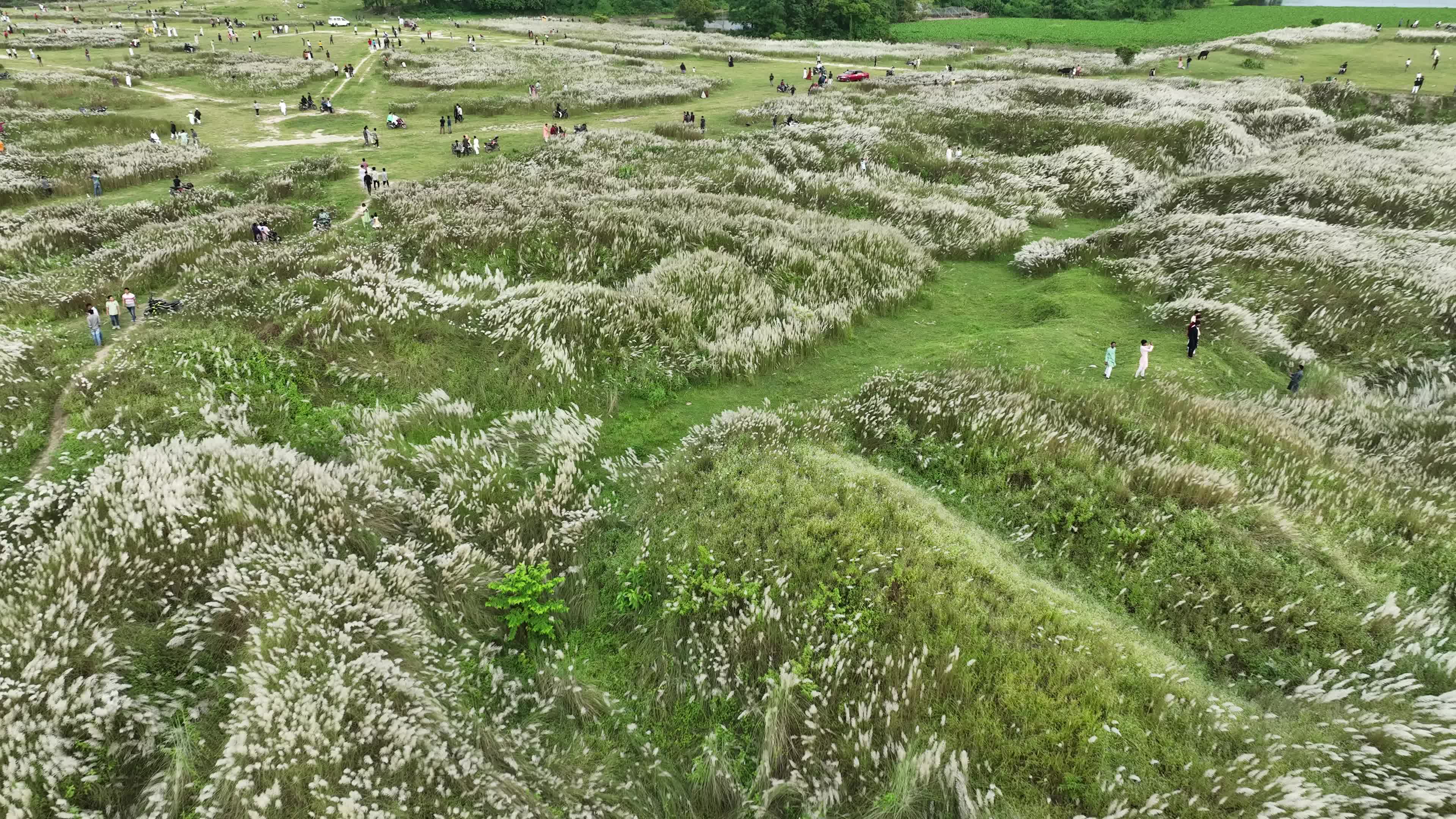 People Visit in Kans Grass Flower Field