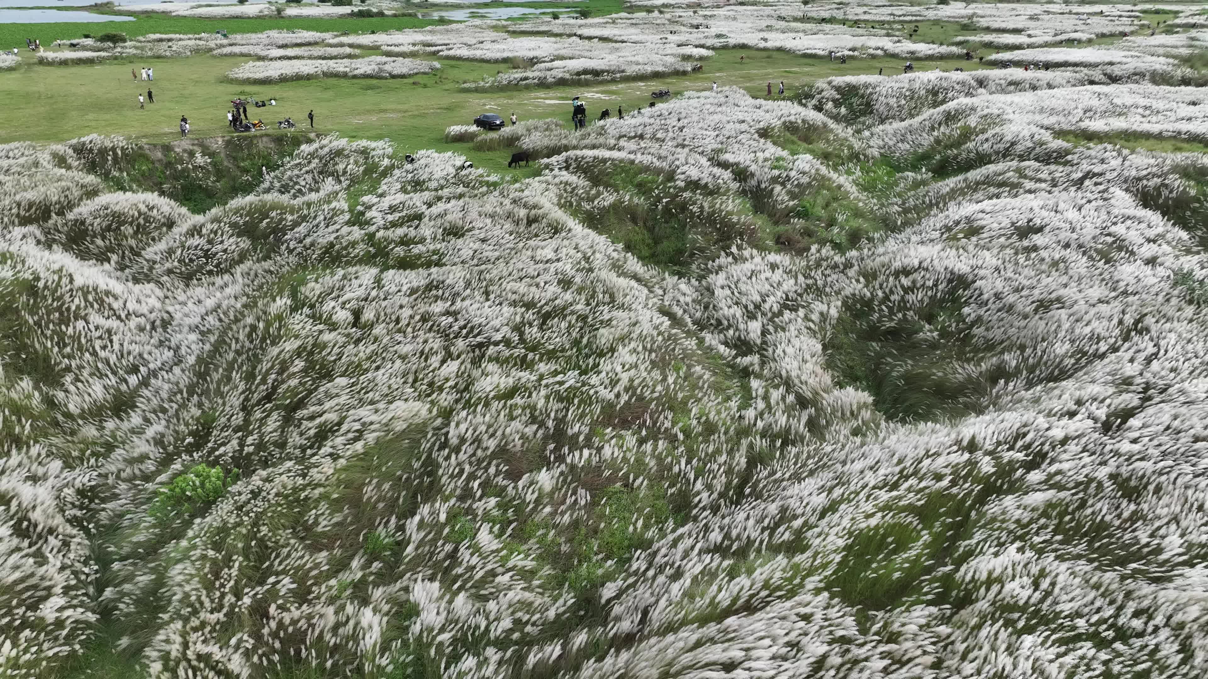 People Visit in Kans Grass Flower Field