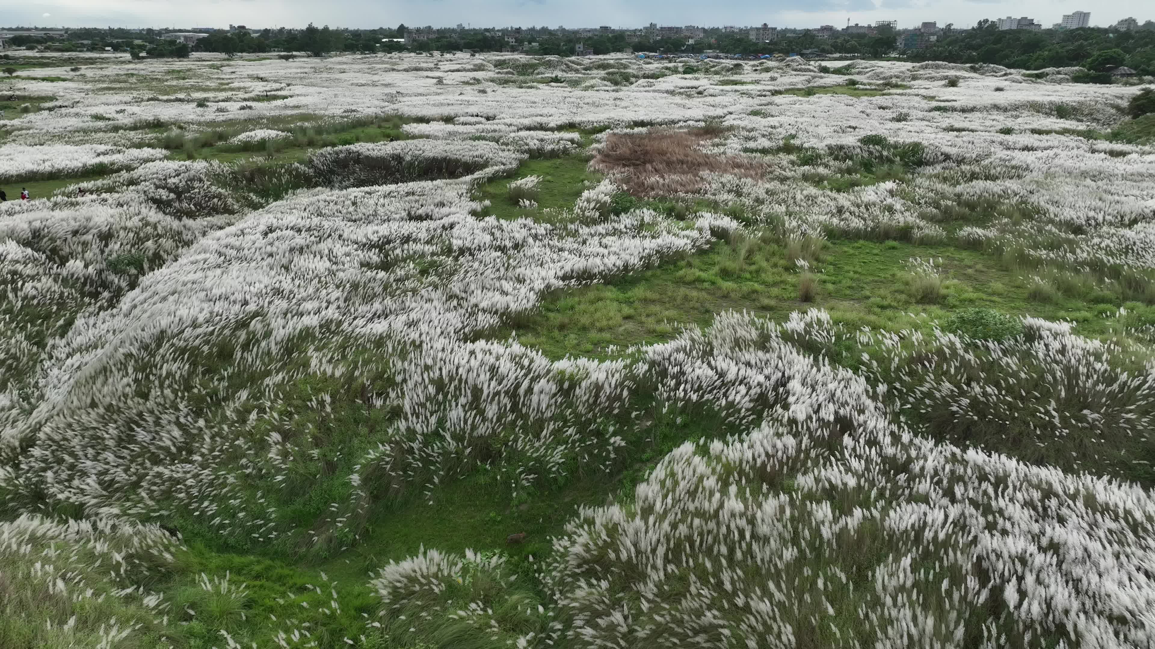 People Visit in Kans Grass Flower Field