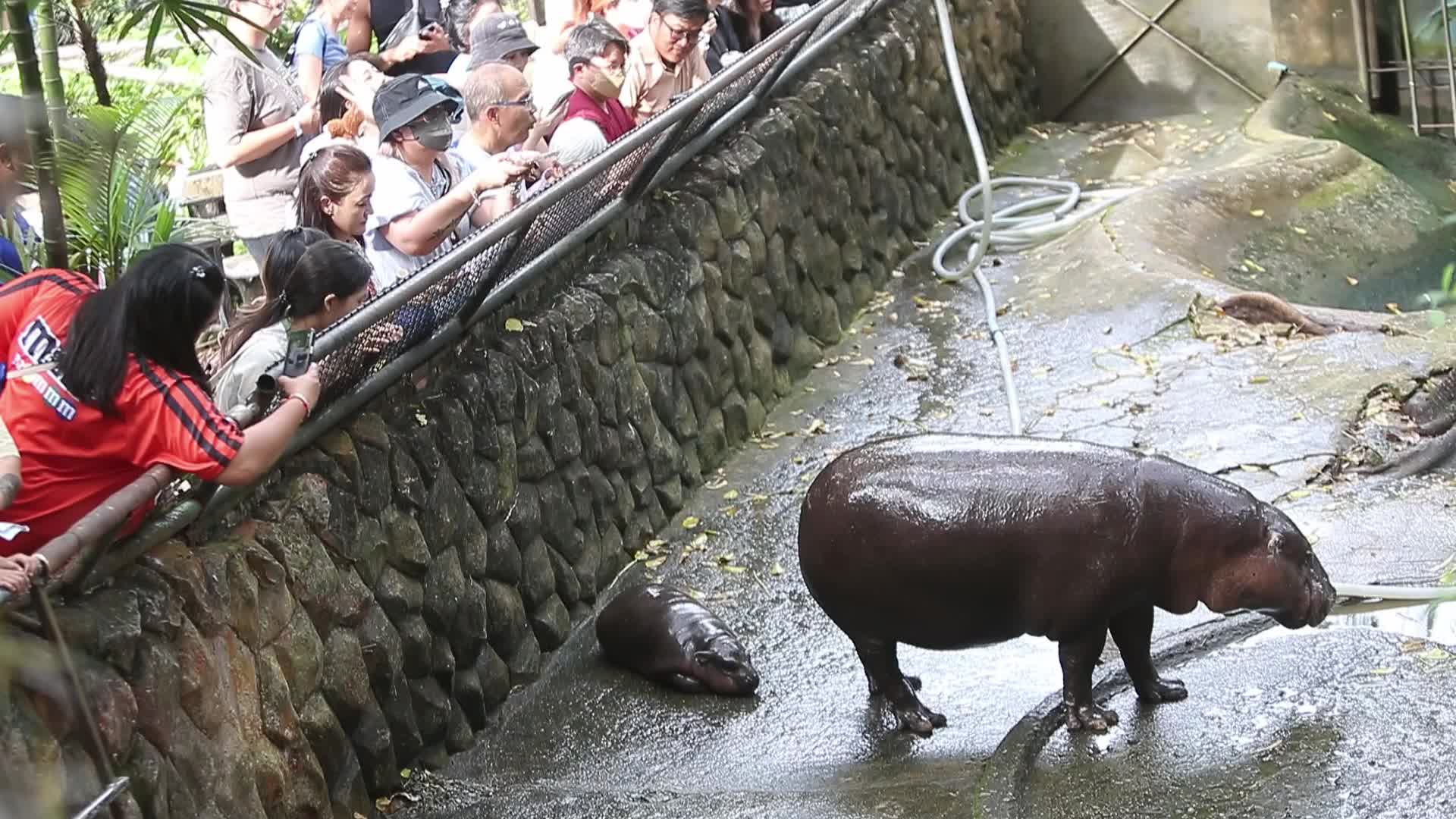 Mae Mali, Thailand’s Oldest Hippopotamus, Celebrates 59th Birthday with Fruit and Vegetable Cake at Khao Kheow Open Zoo