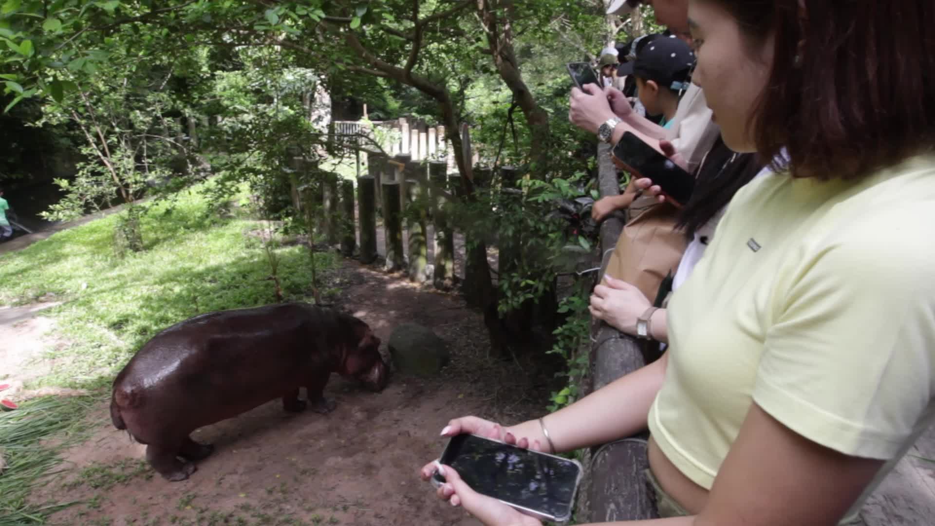 Mae Mali, Thailand’s Oldest Hippopotamus, Celebrates 59th Birthday with Fruit and Vegetable Cake at Khao Kheow Open Zoo