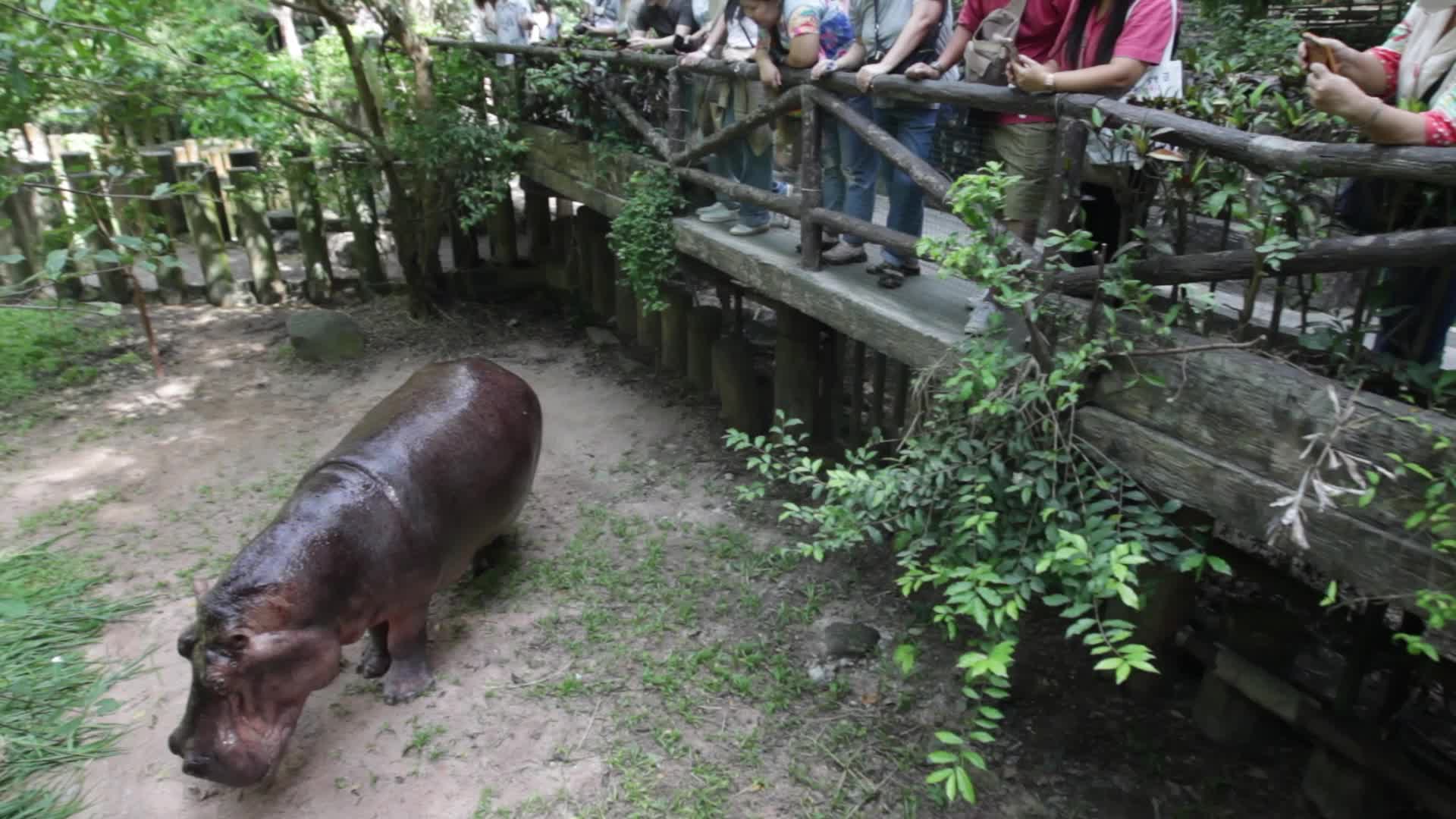 Mae Mali, Thailand’s Oldest Hippopotamus, Celebrates 59th Birthday with Fruit and Vegetable Cake at Khao Kheow Open Zoo