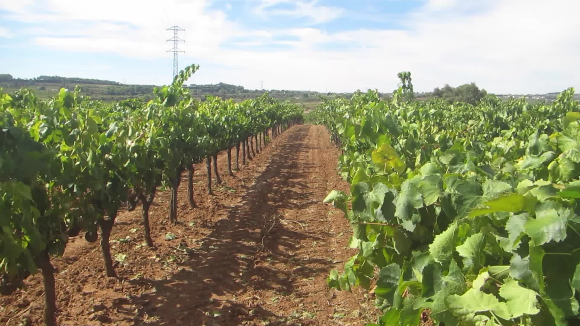 Climate change continues to harm wine production in Catalonia
