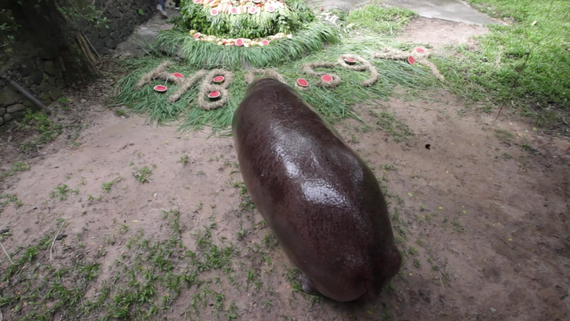 Mae Mali, Thailand’s Oldest Hippopotamus, Celebrates 59th Birthday with Fruit and Vegetable Cake at Khao Kheow Open Zoo