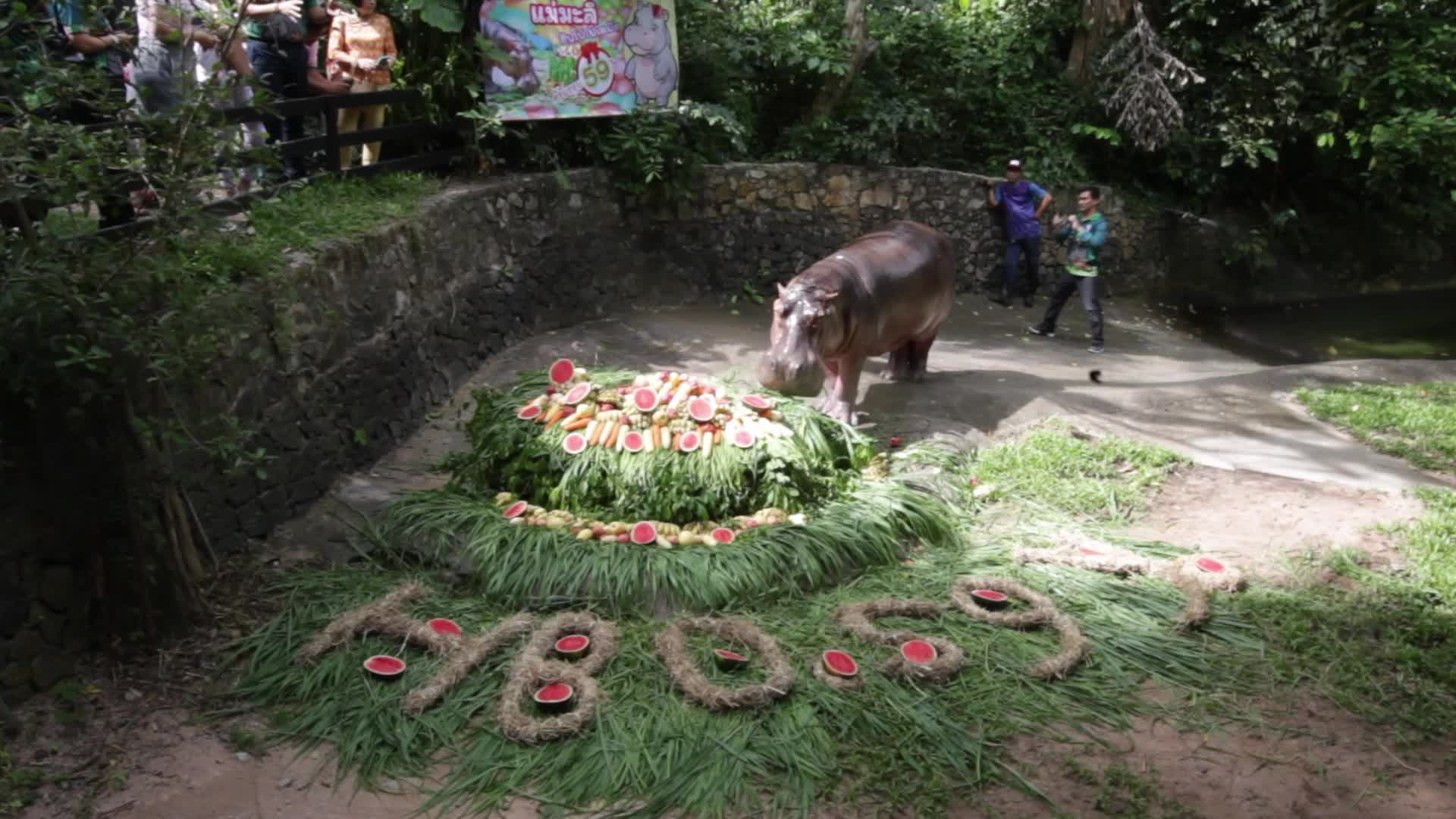 Mae Mali, Thailand’s Oldest Hippopotamus, Celebrates 59th Birthday with Fruit and Vegetable Cake at Khao Kheow Open Zoo
