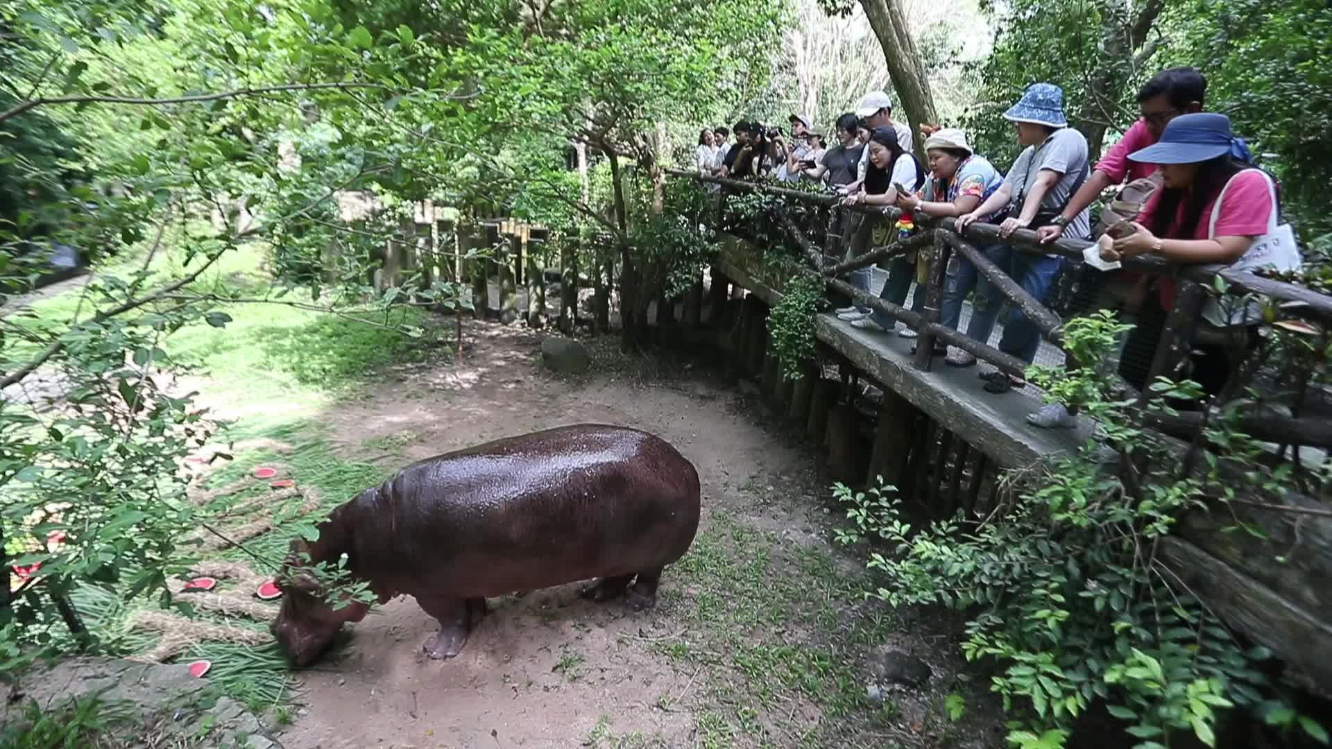 Mae Mali, Thailand’s Oldest Hippopotamus, Celebrates 59th Birthday with Fruit and Vegetable Cake at Khao Kheow Open Zoo