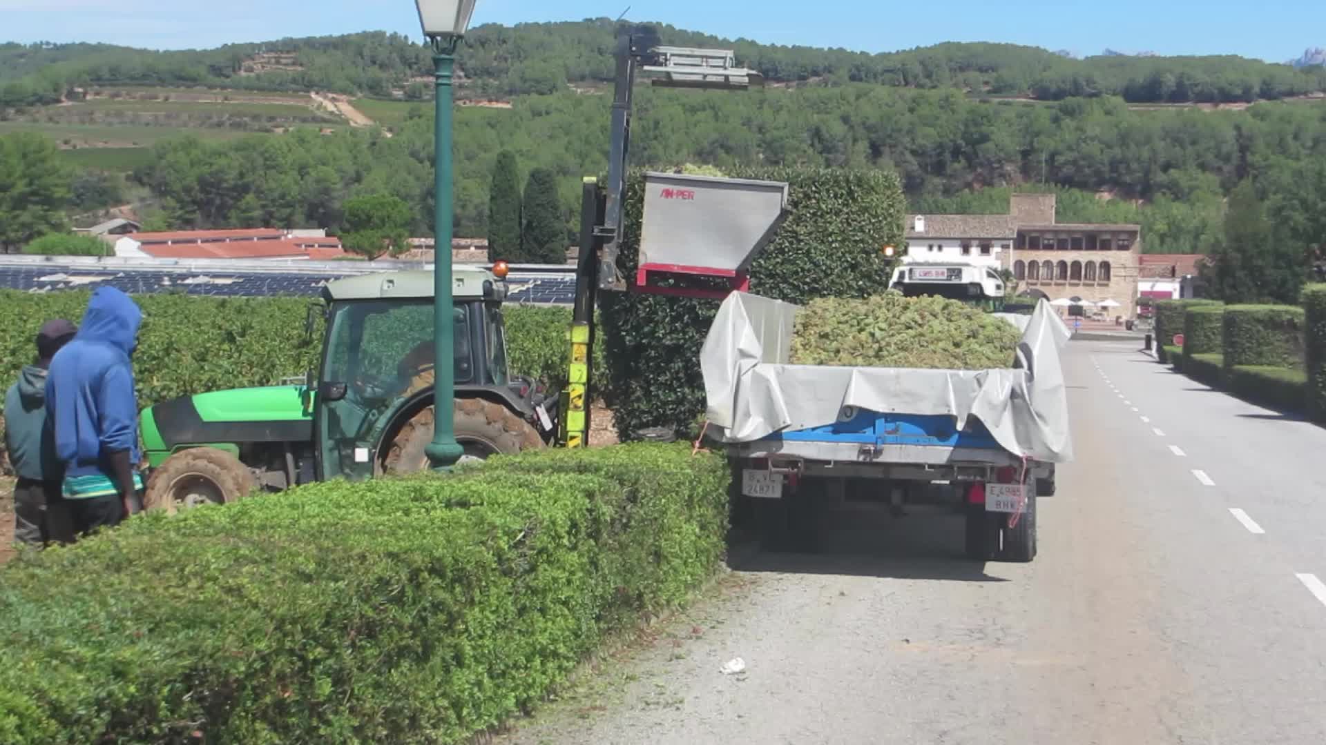 Climate change continues to harm wine production in Catalonia