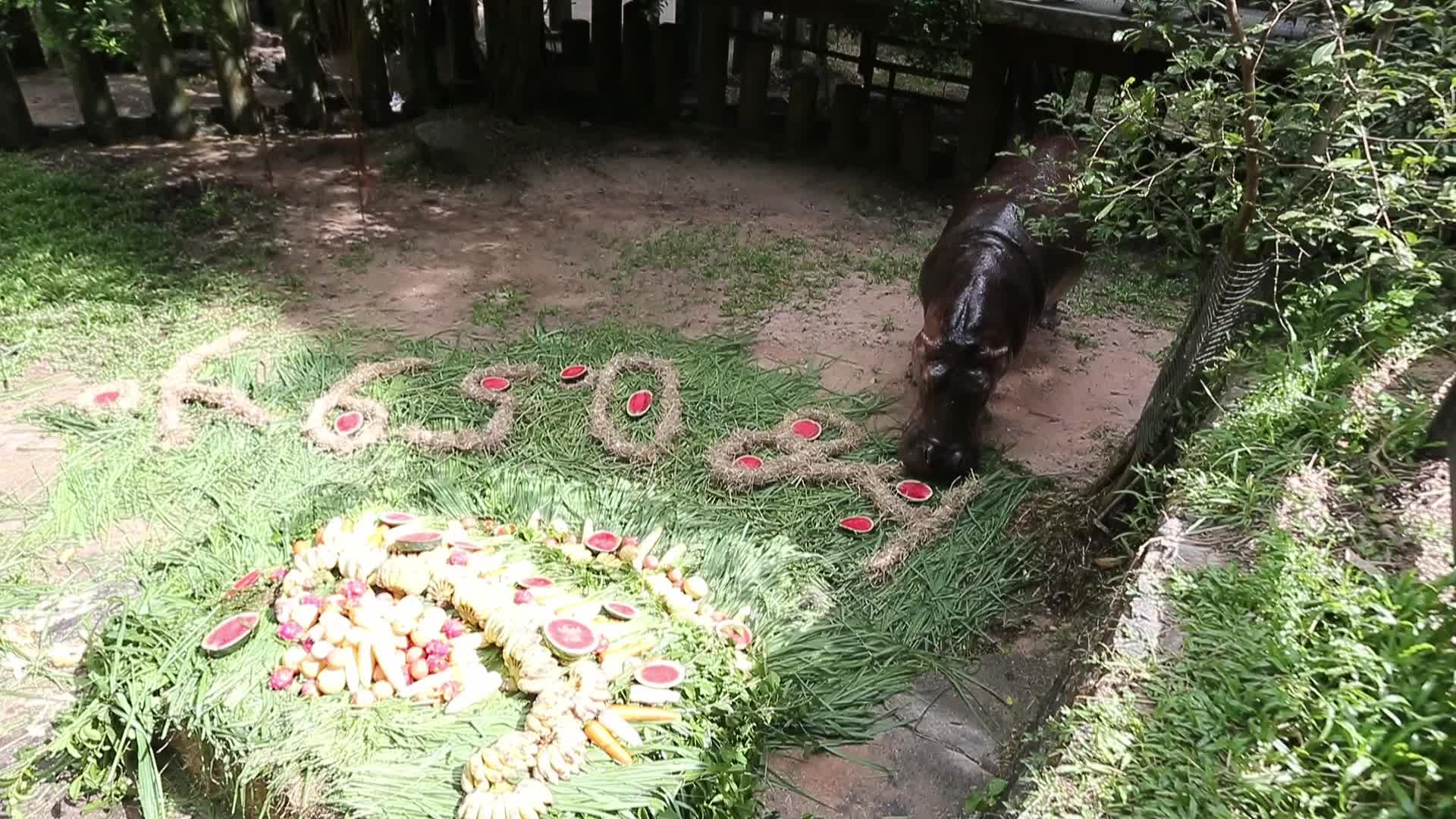 Mae Mali, Thailand’s Oldest Hippopotamus, Celebrates 59th Birthday with Fruit and Vegetable Cake at Khao Kheow Open Zoo