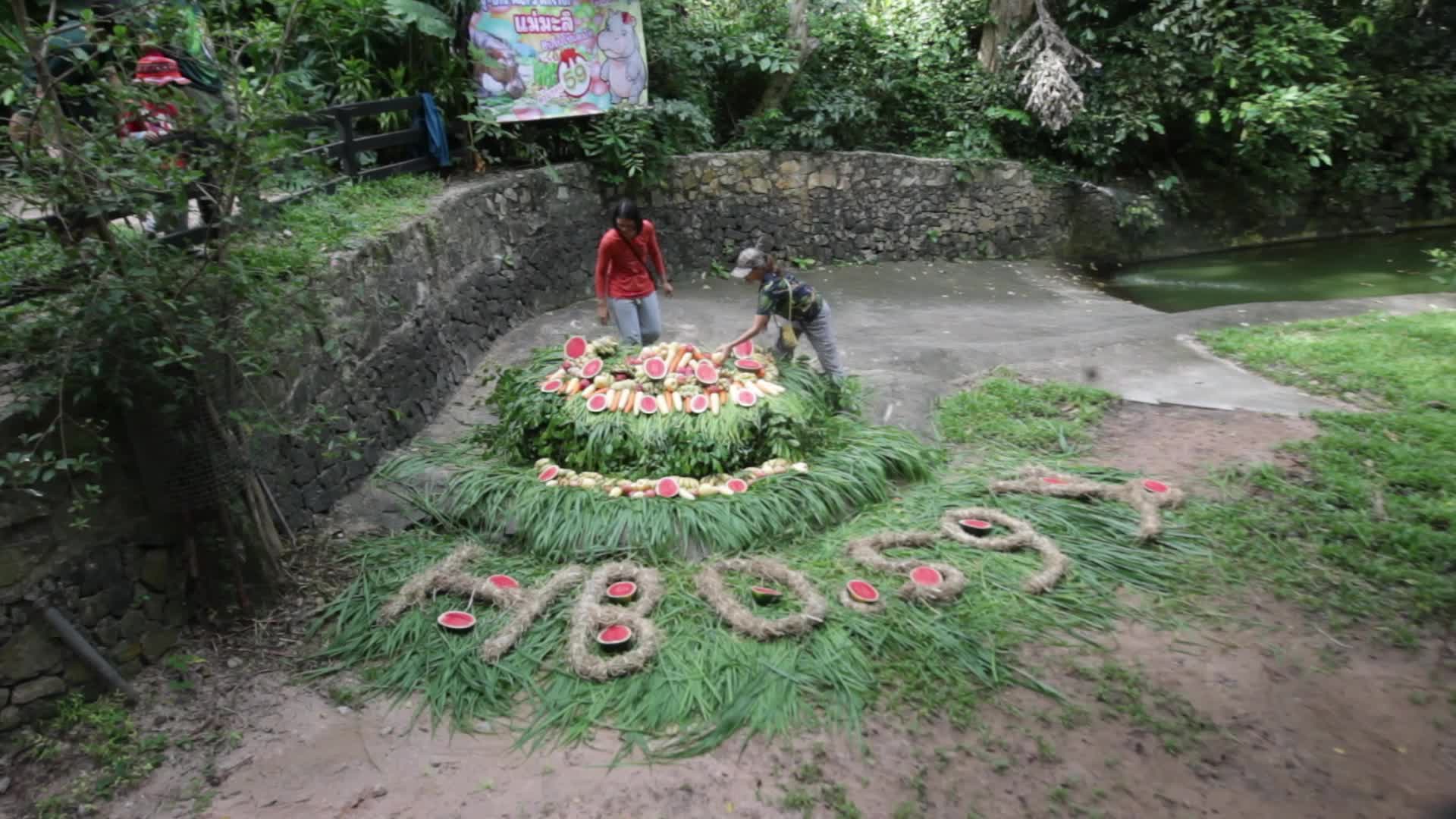 Mae Mali, Thailand’s Oldest Hippopotamus, Celebrates 59th Birthday with Fruit and Vegetable Cake at Khao Kheow Open Zoo