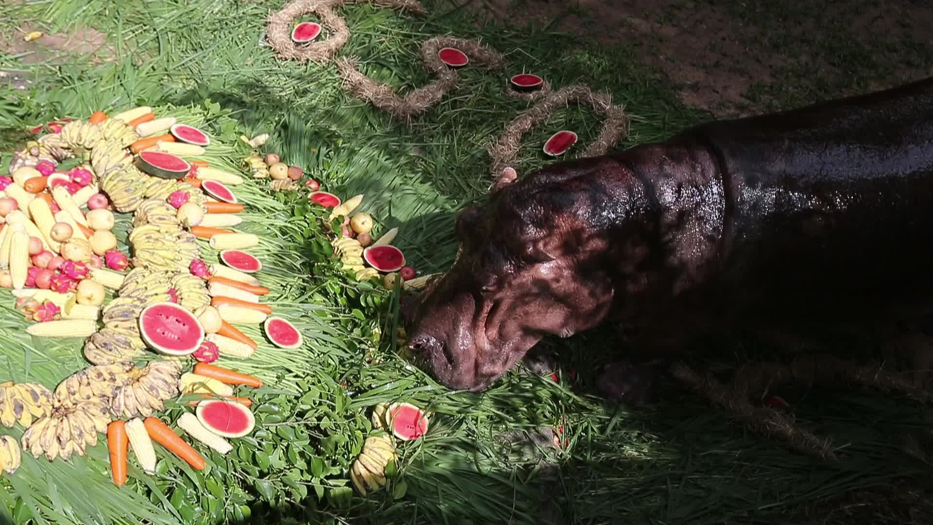 Mae Mali, Thailand’s Oldest Hippopotamus, Celebrates 59th Birthday with Fruit and Vegetable Cake at Khao Kheow Open Zoo