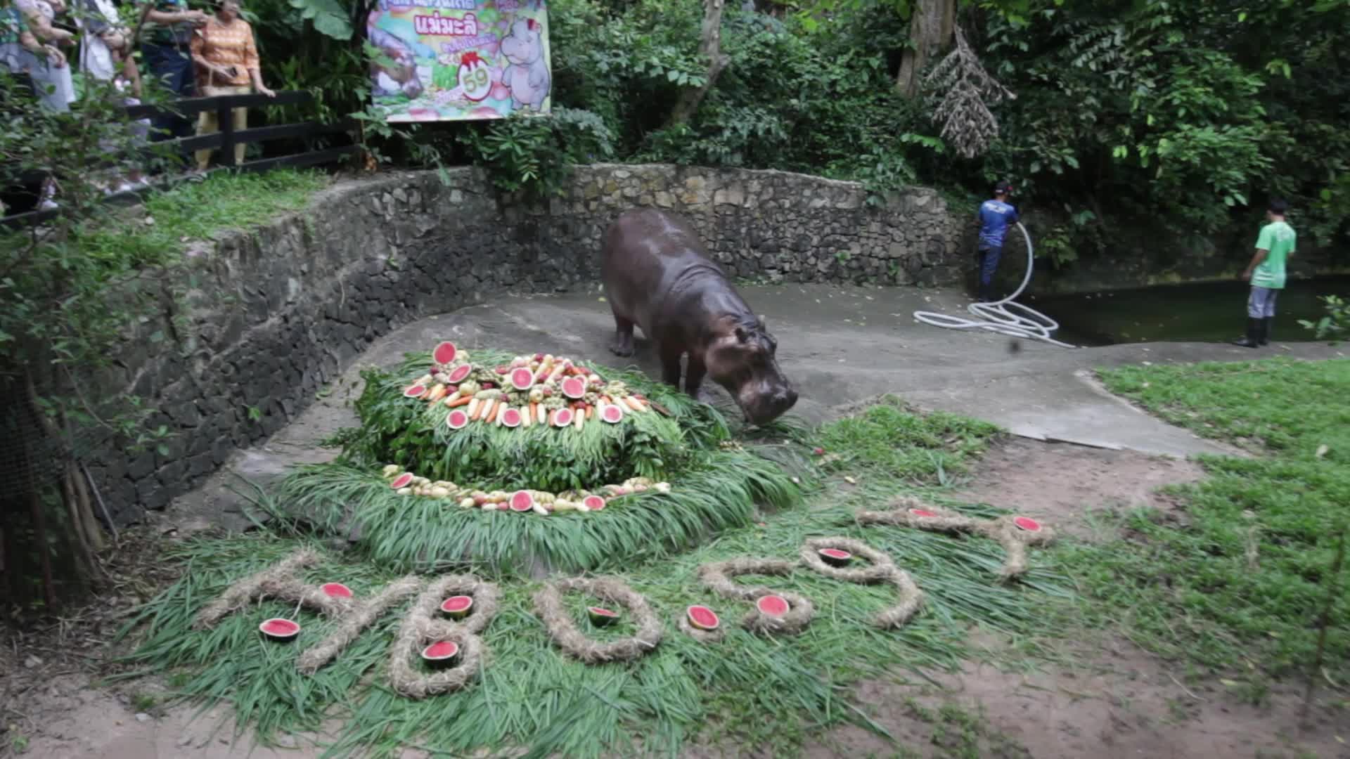 Mae Mali, Thailand’s Oldest Hippopotamus, Celebrates 59th Birthday with Fruit and Vegetable Cake at Khao Kheow Open Zoo