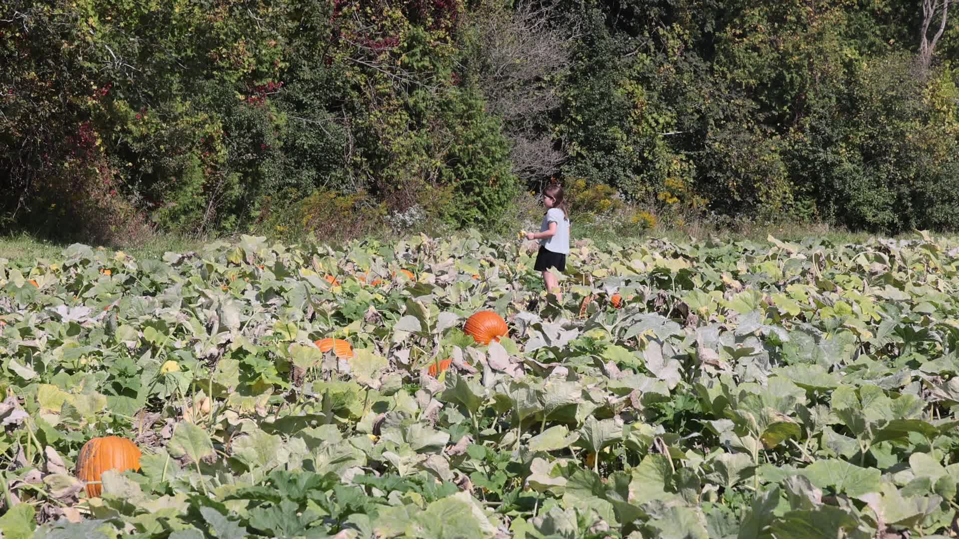 Autumn season in Canada