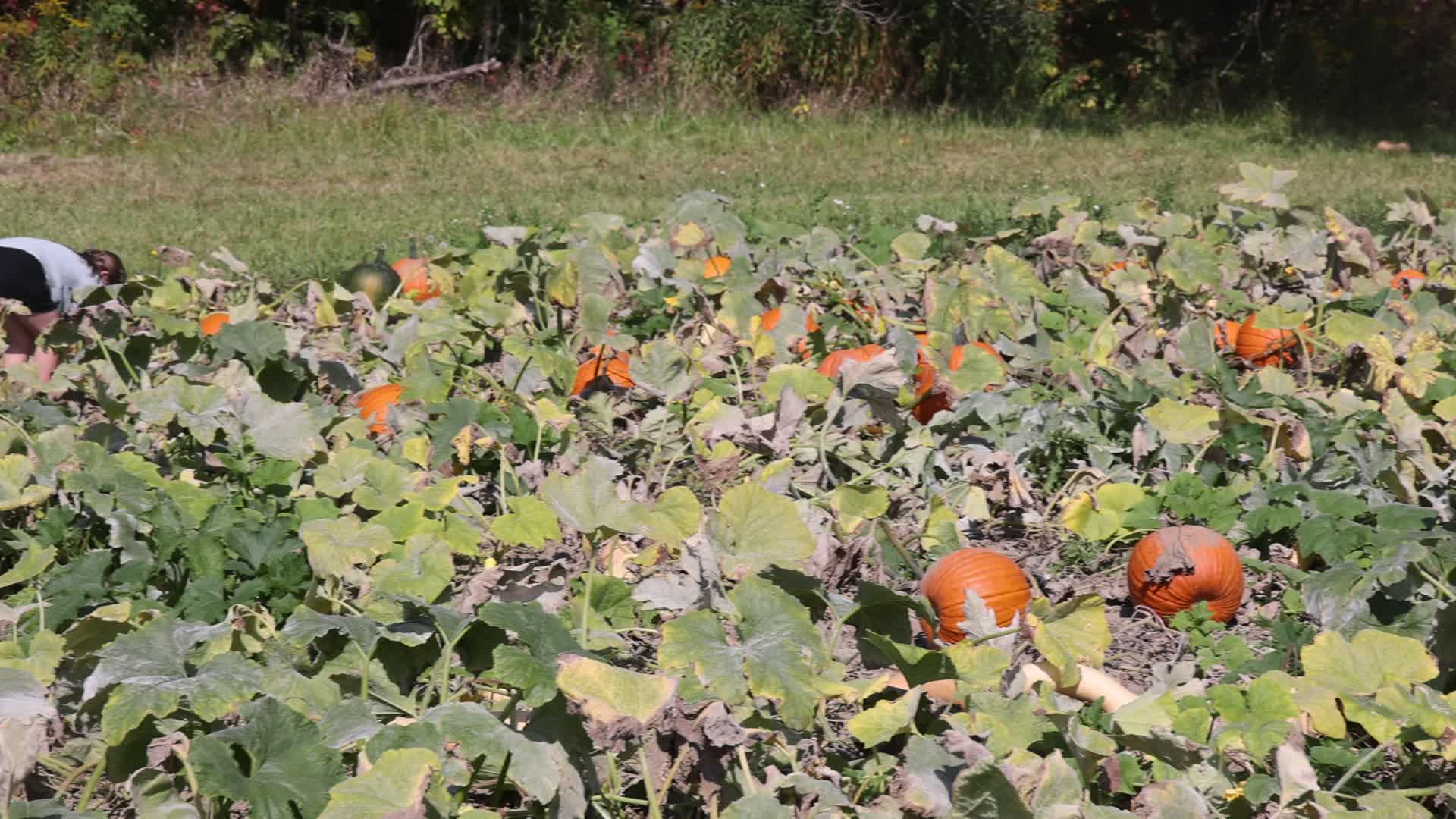 Autumn season in Canada