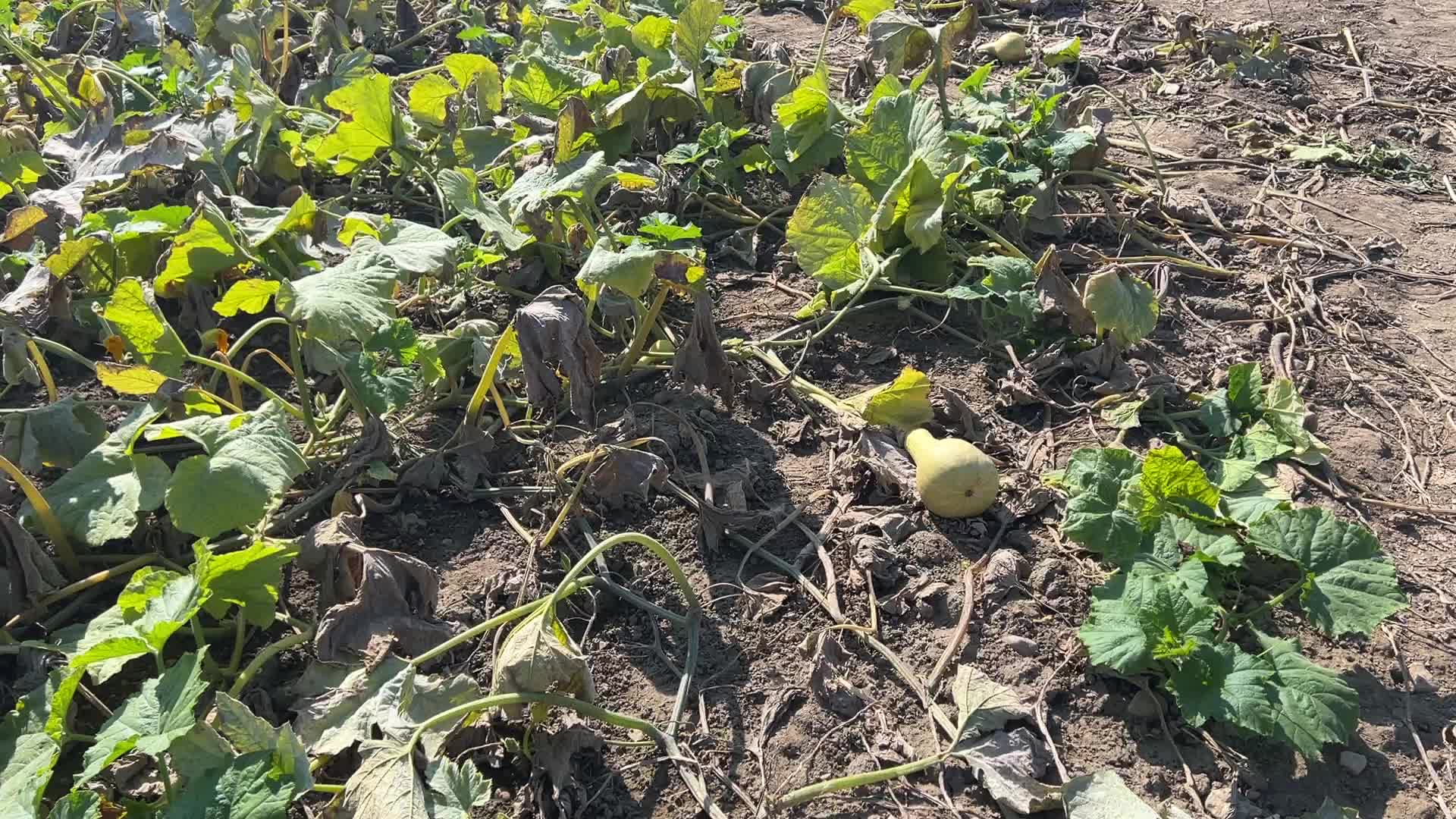 Autumn season in Canada