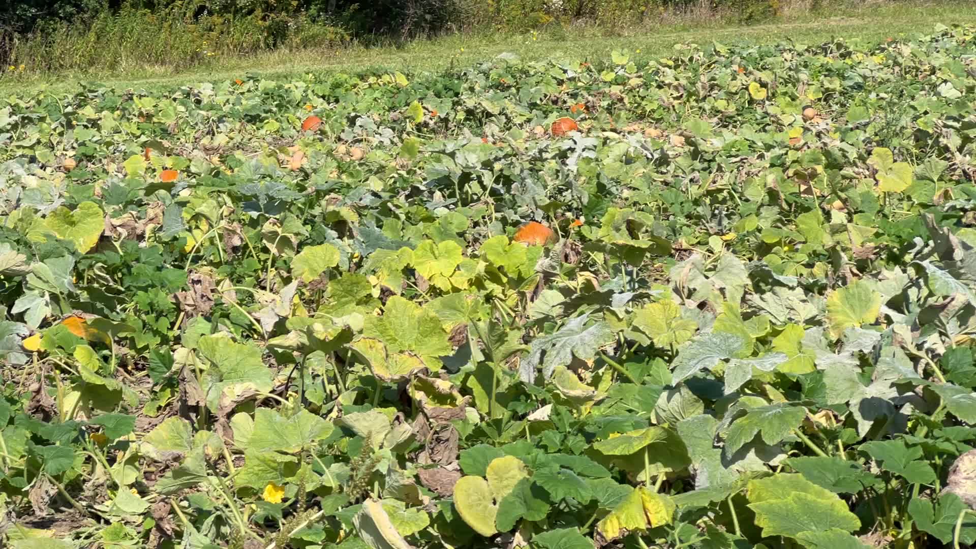Autumn season in Canada
