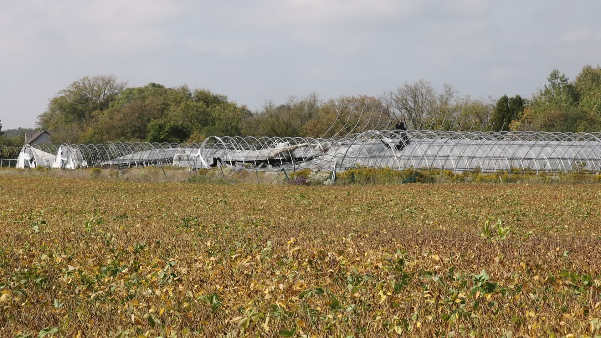 Soybean field in Canada
