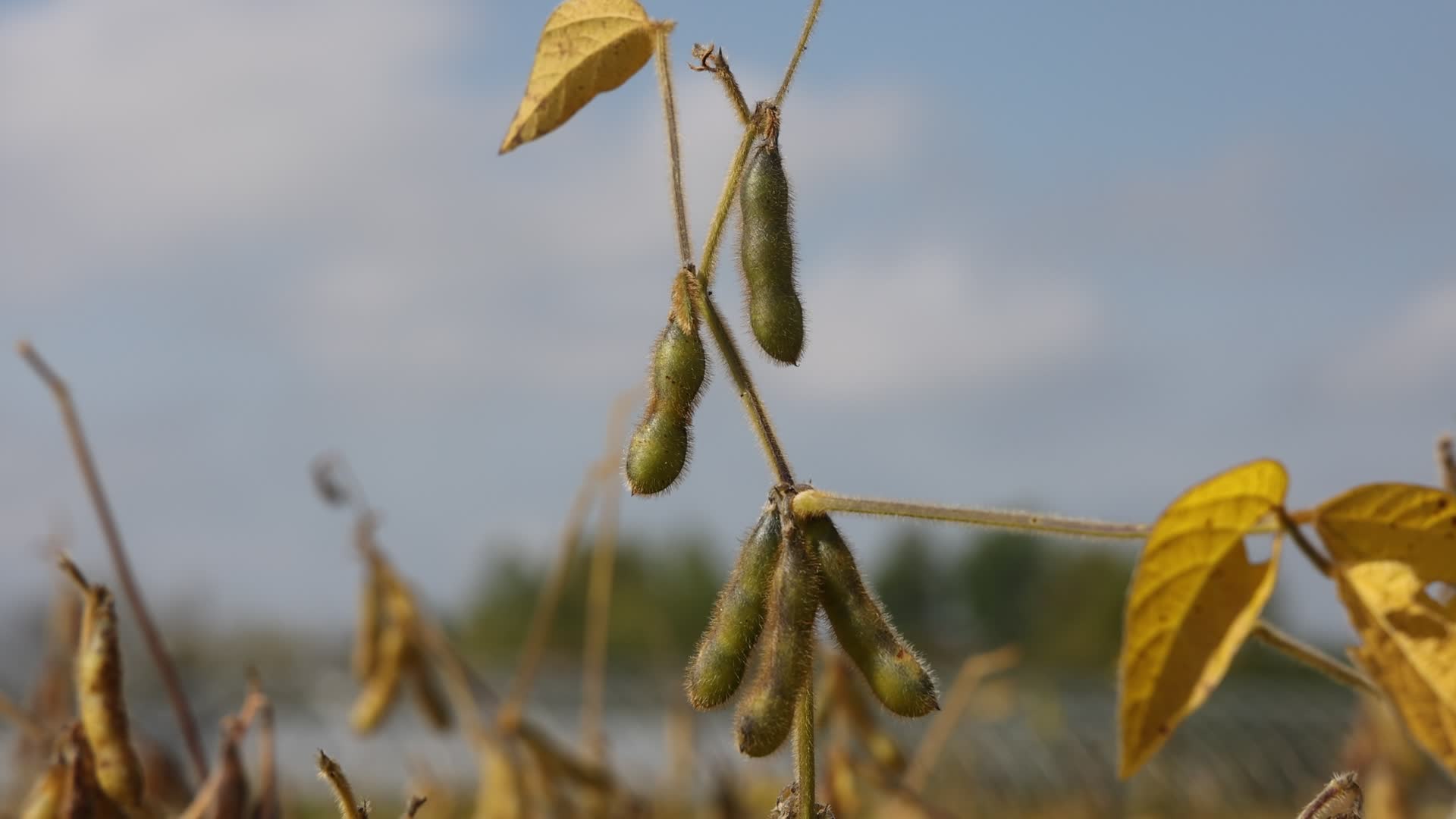 Soybean field in Canada