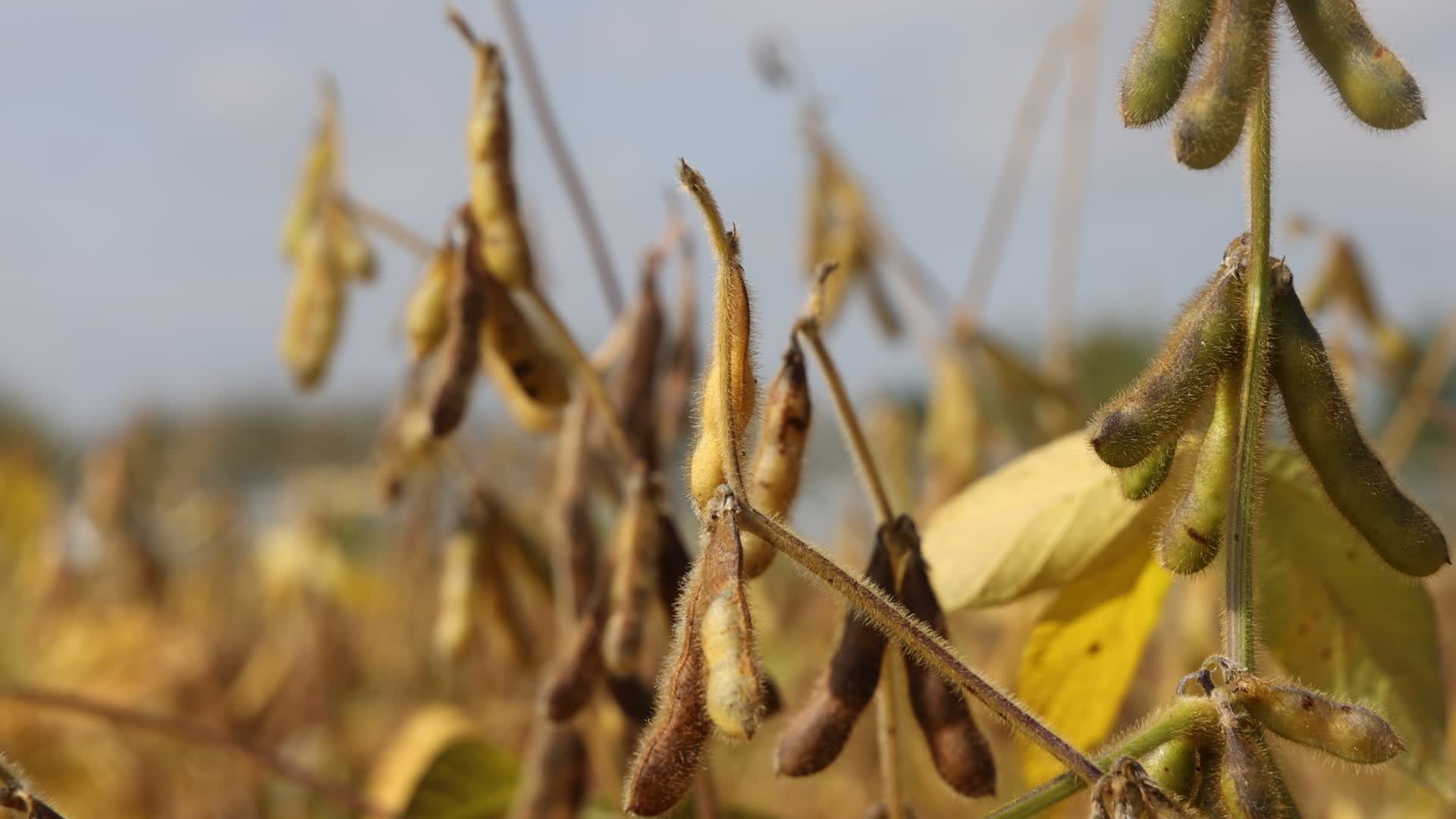 Soybean field in Canada