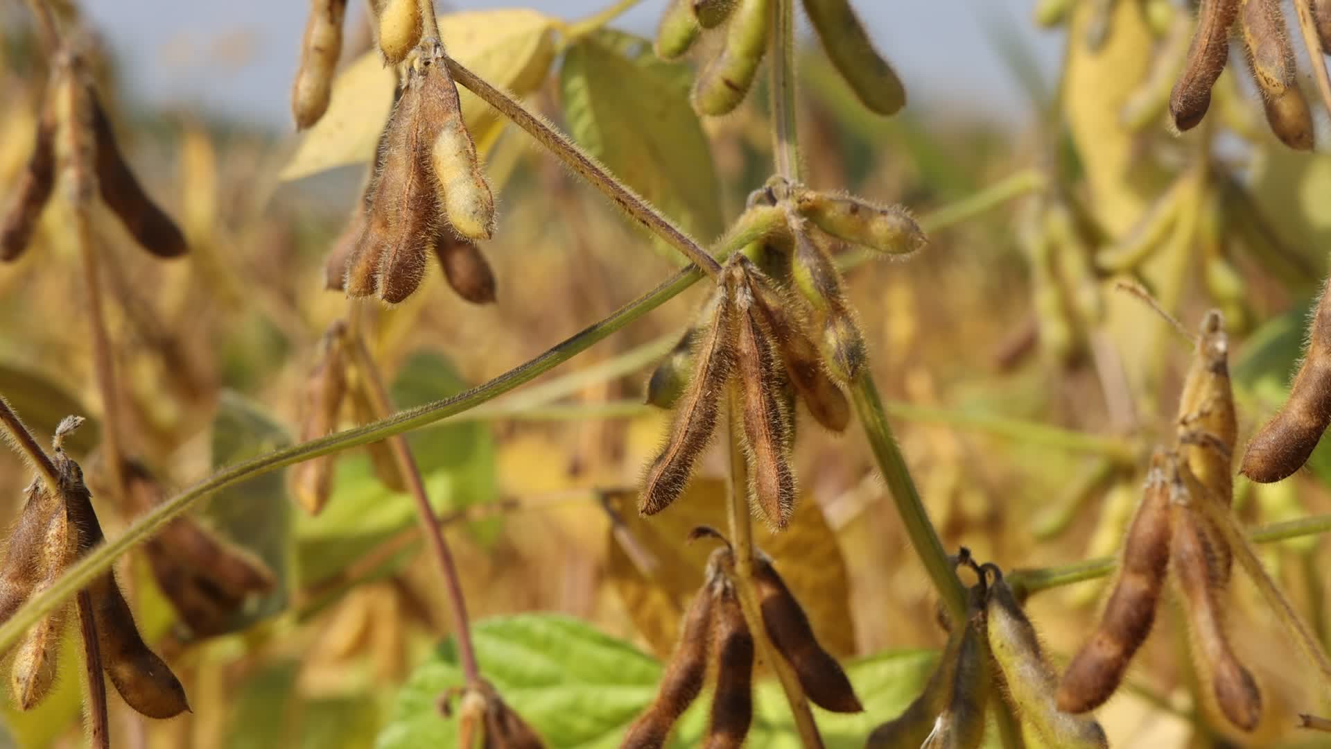 Soybean field in Canada
