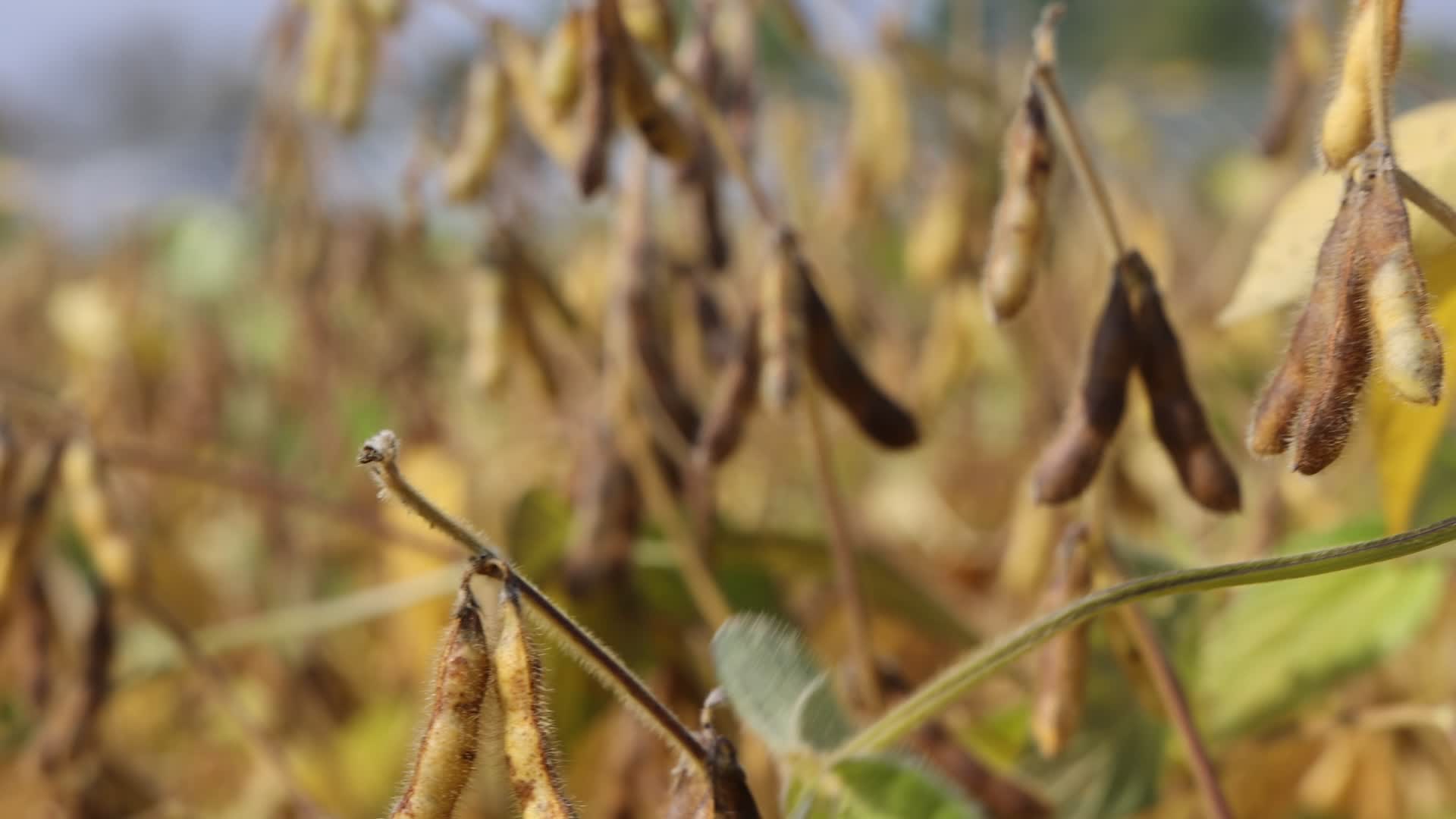 Soybean field in Canada