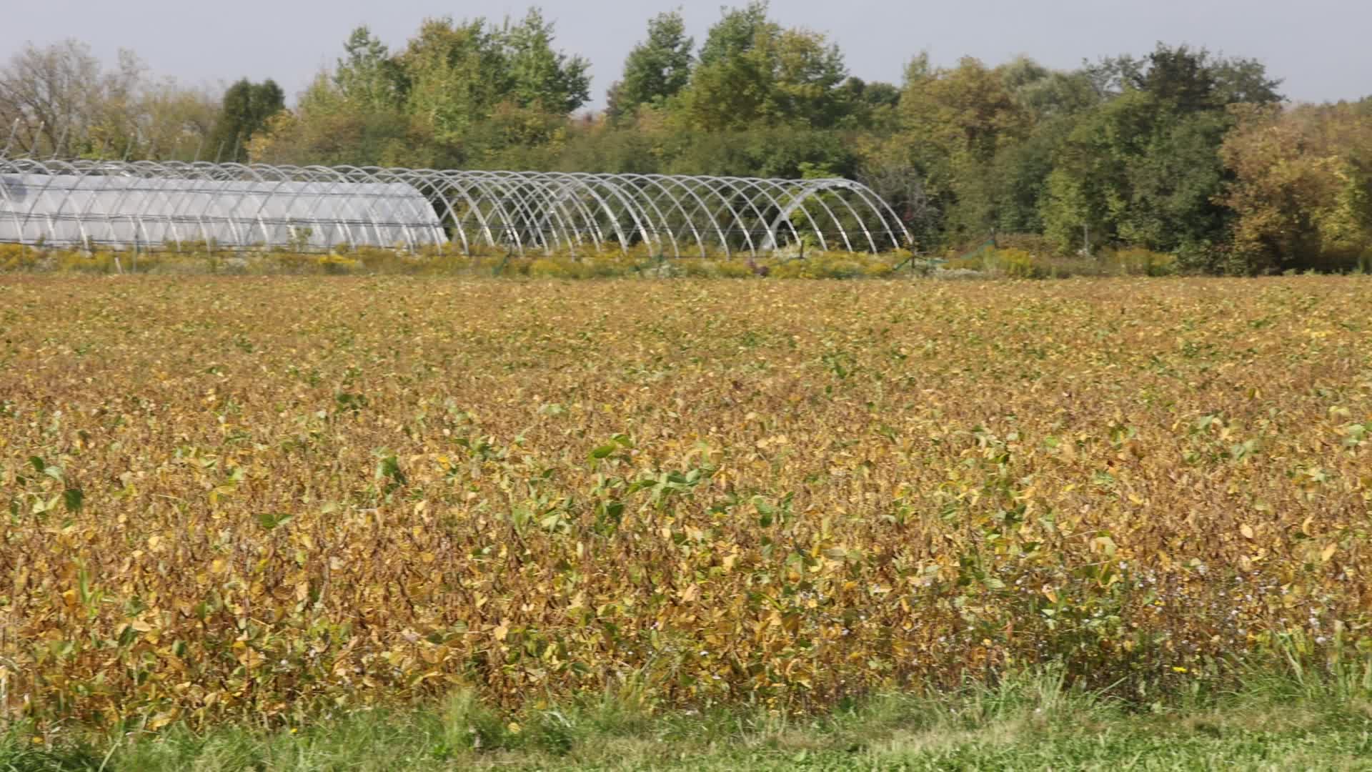 Soybean field in Canada