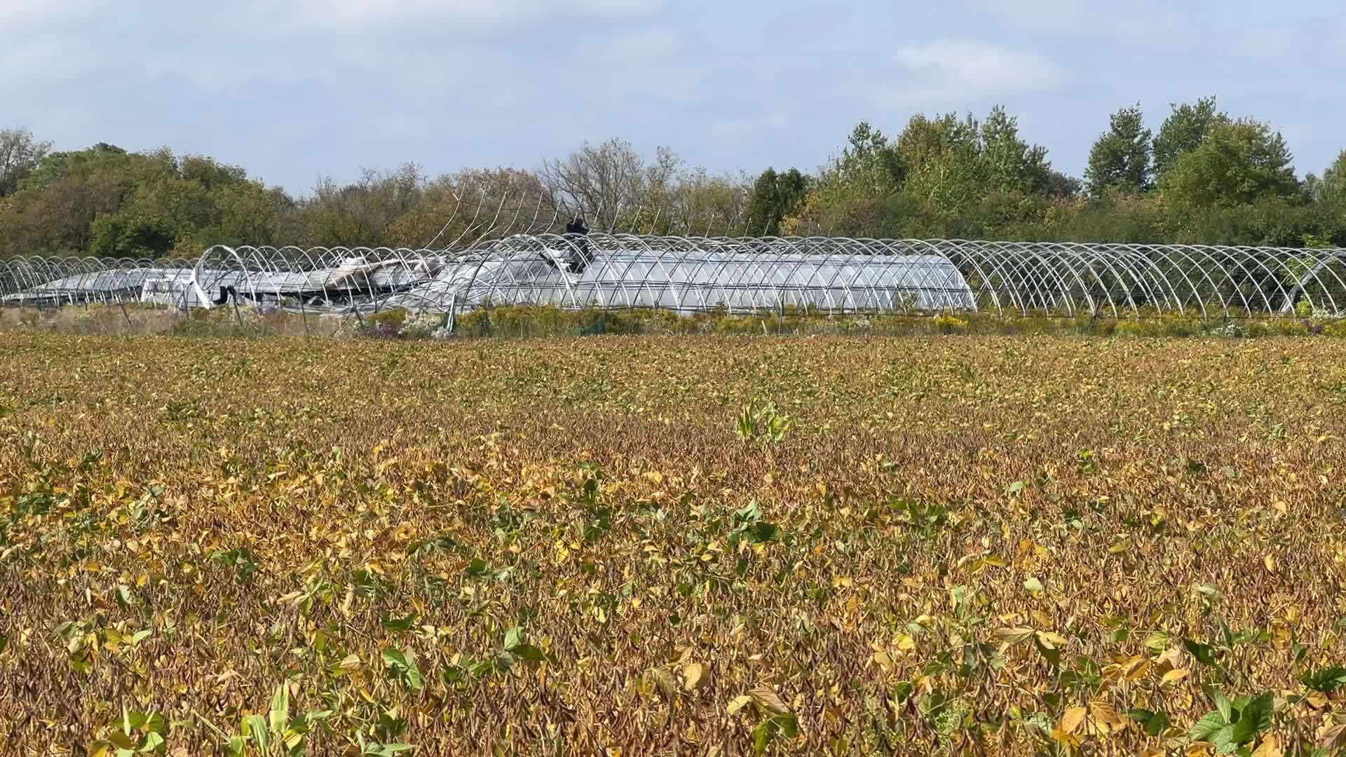 Soybean field in Canada