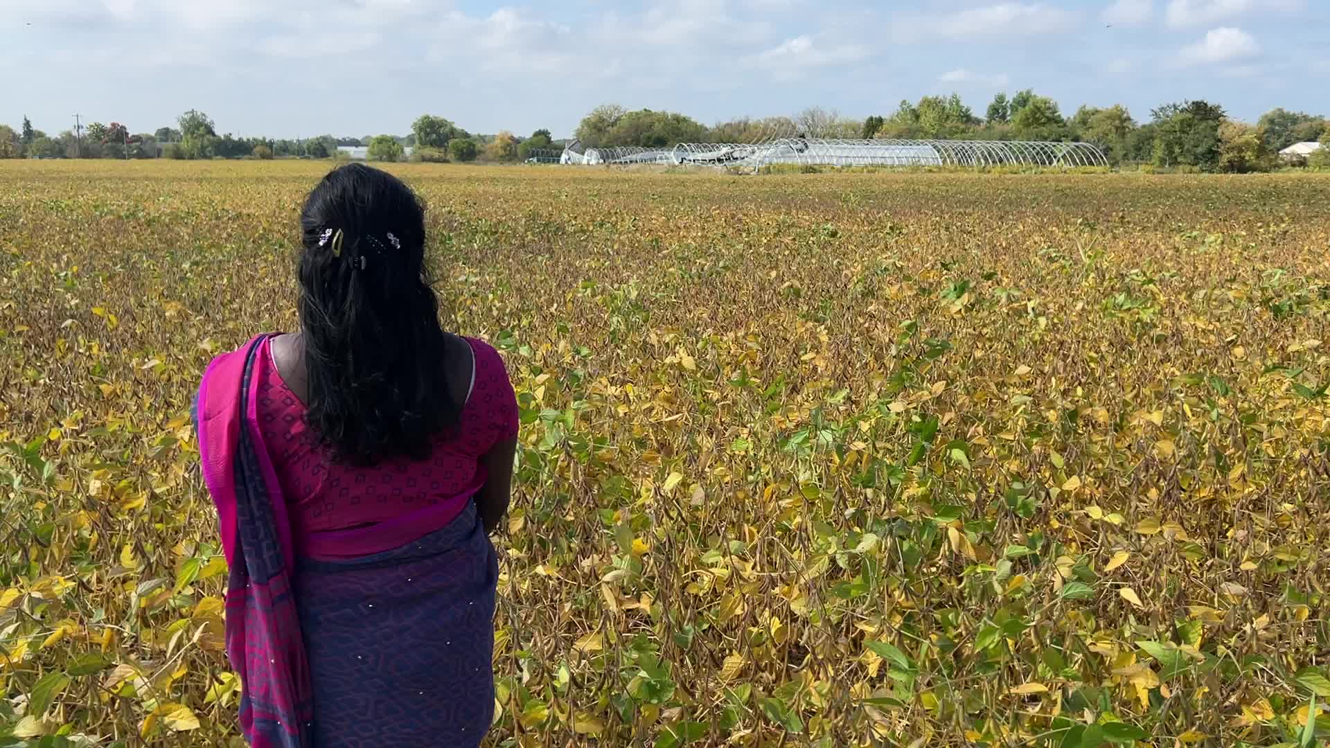 Soybean field in Canada