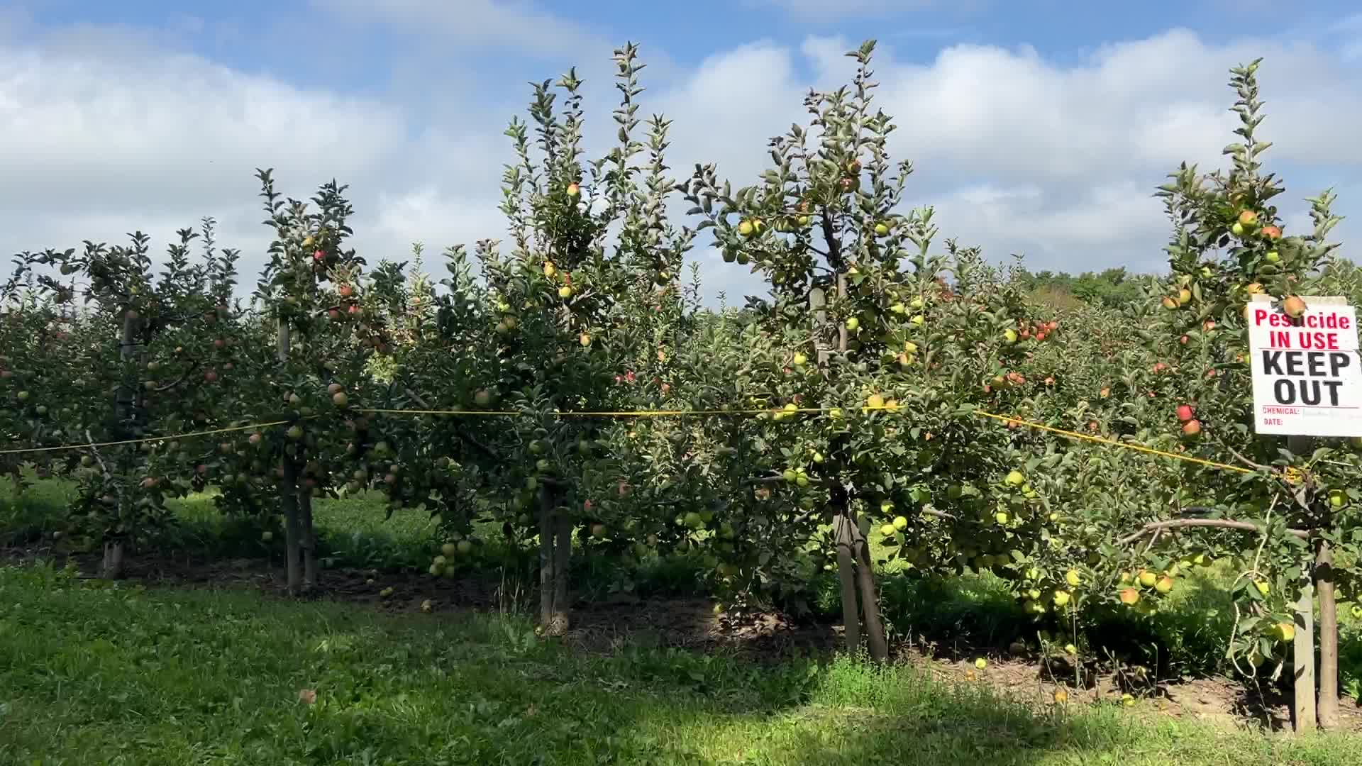 Apple season in Canada