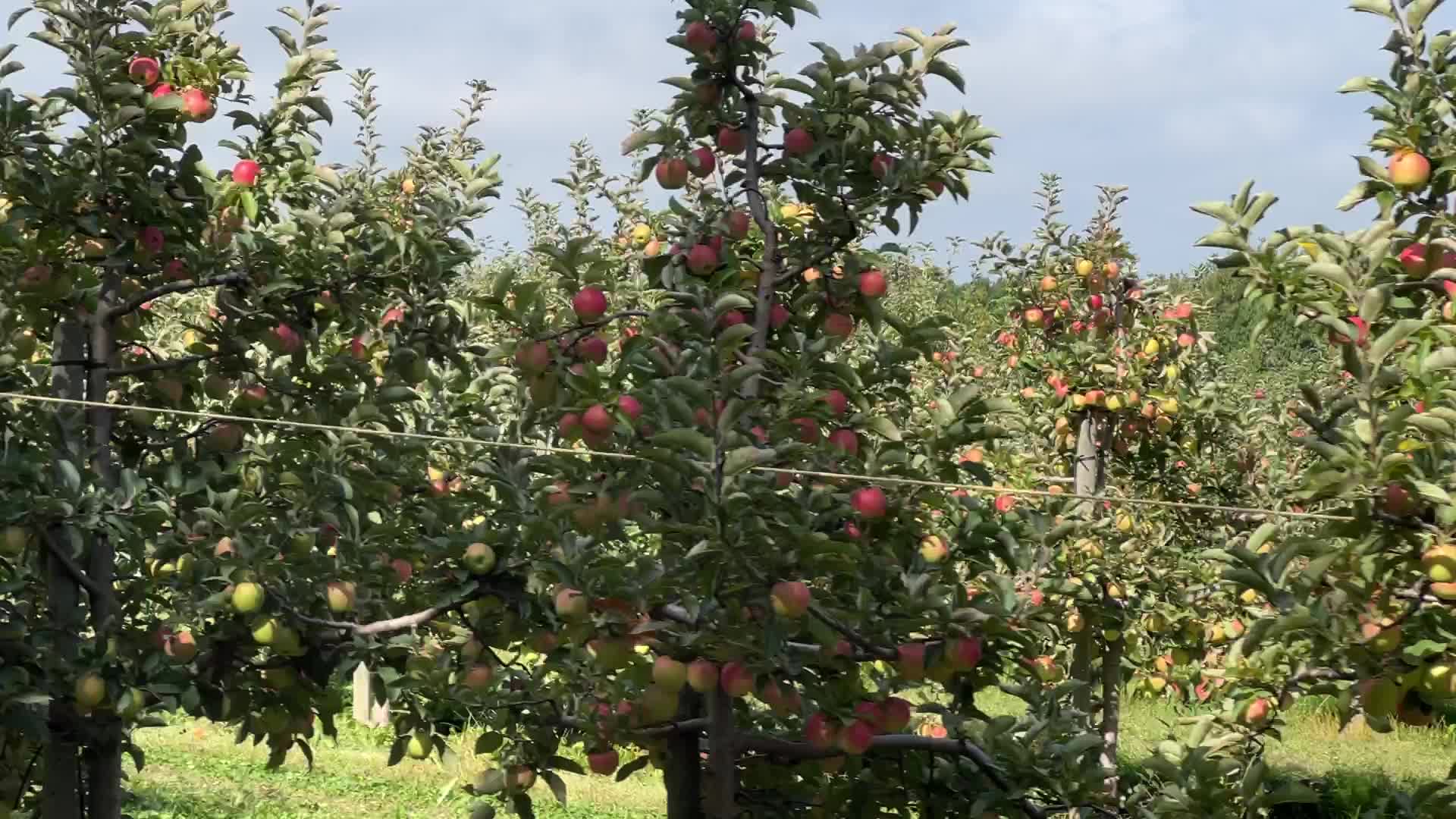 Apple season in Canada