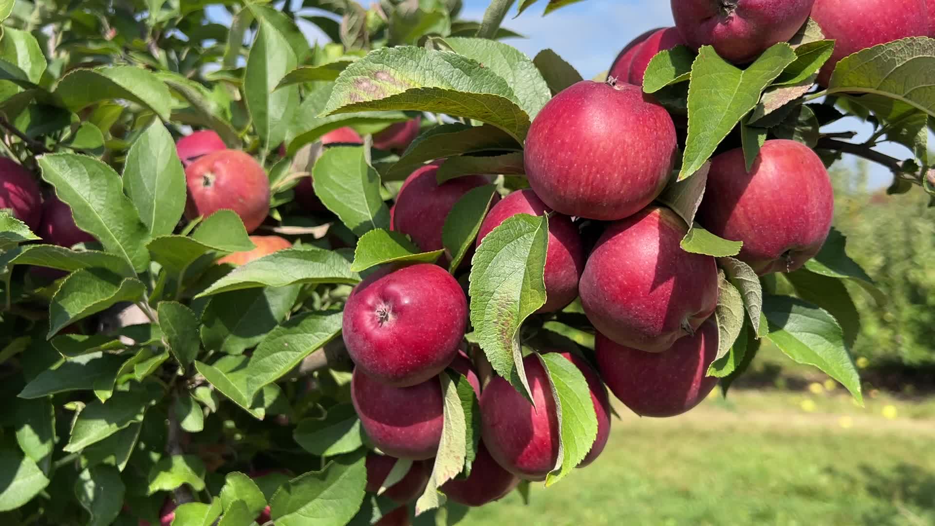 Apple season in Canada