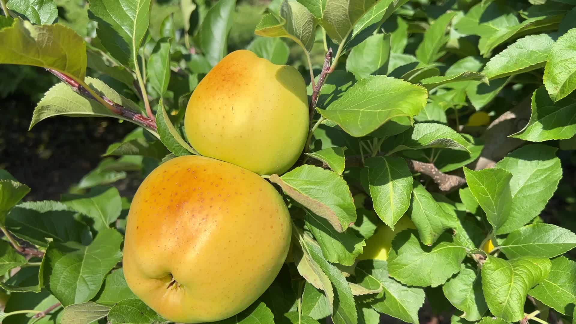 Apple season in Canada