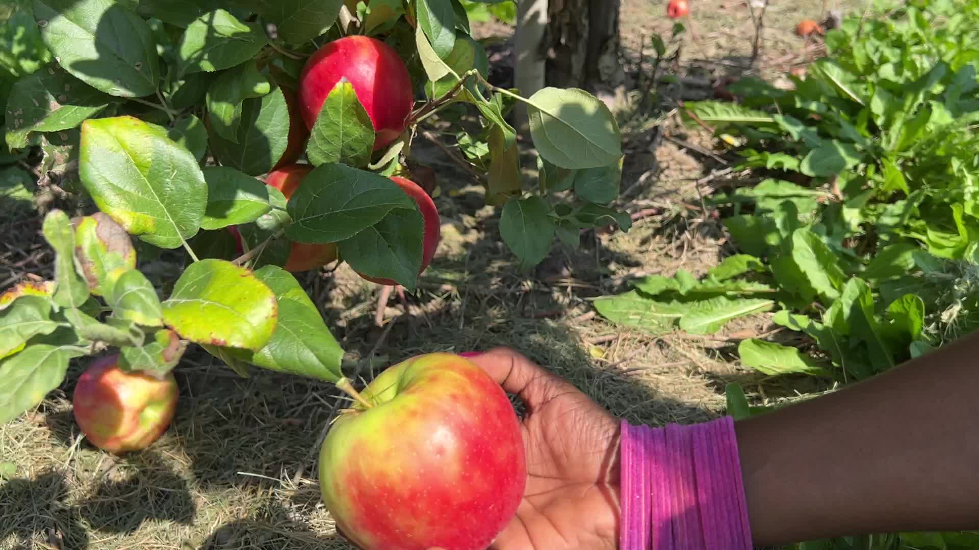 Apple season in Canada