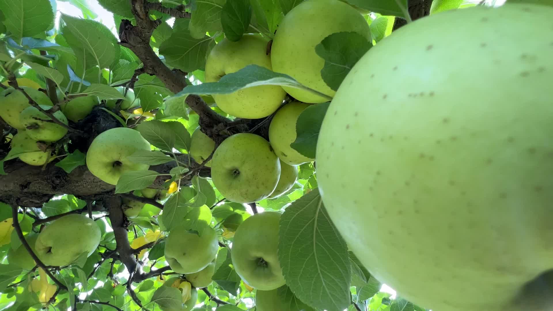 Apple season in Canada