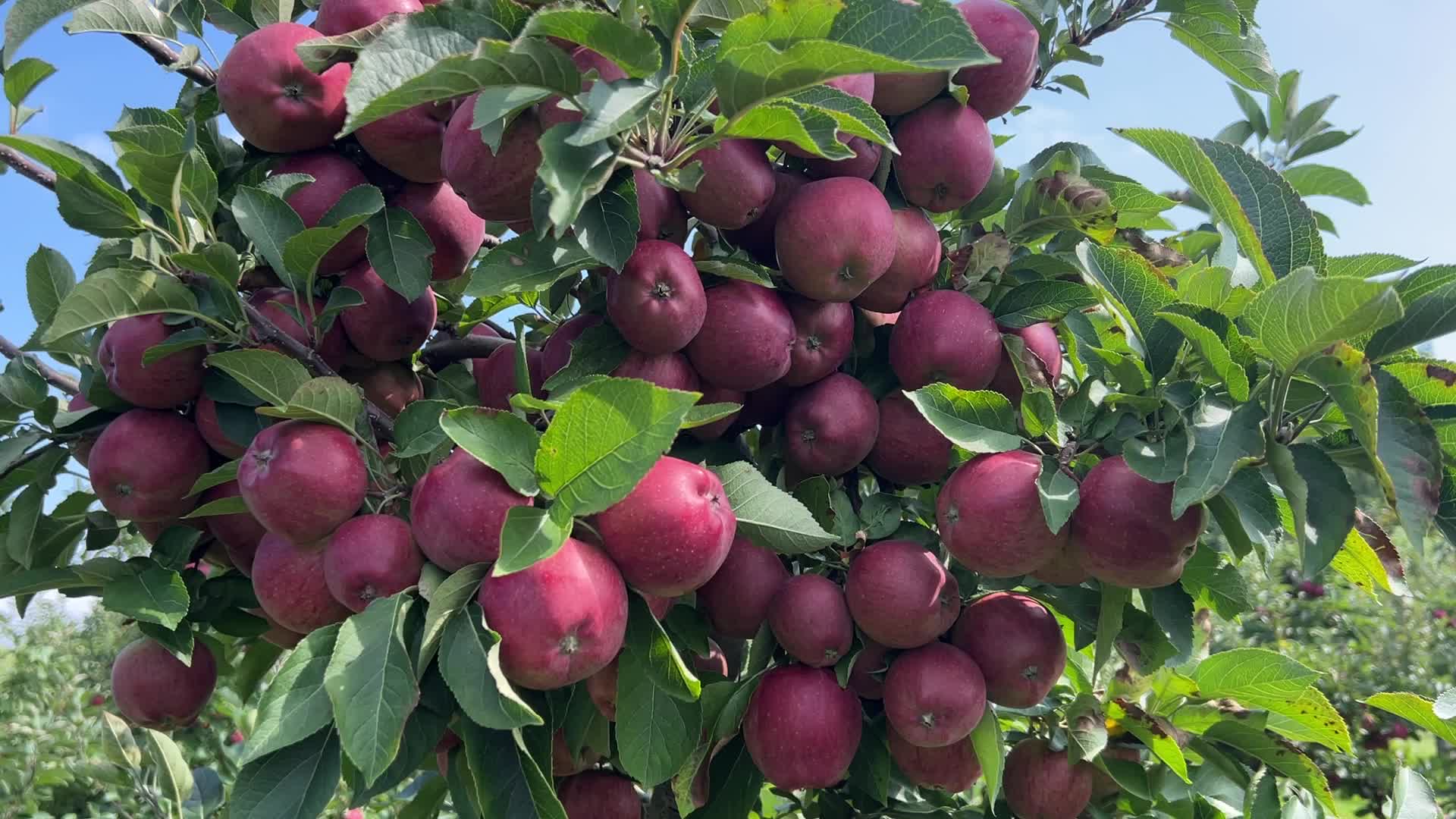 Apple season in Canada