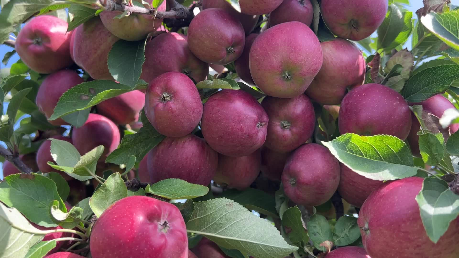Apple season in Canada