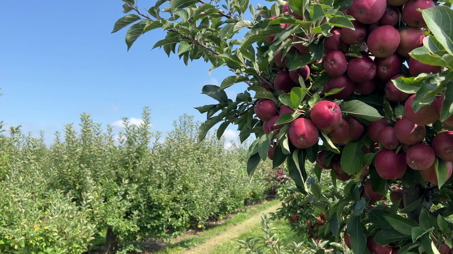 Apple season in Canada