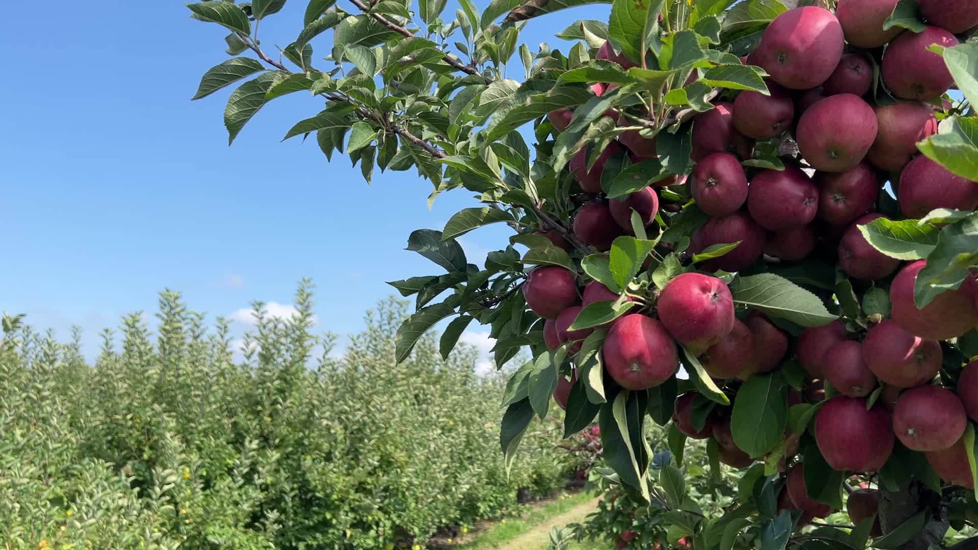 Apple season in Canada