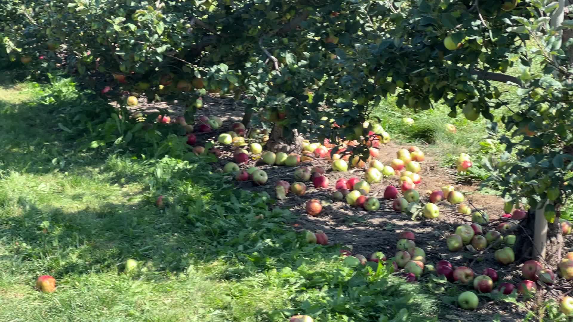 Apple season in Canada